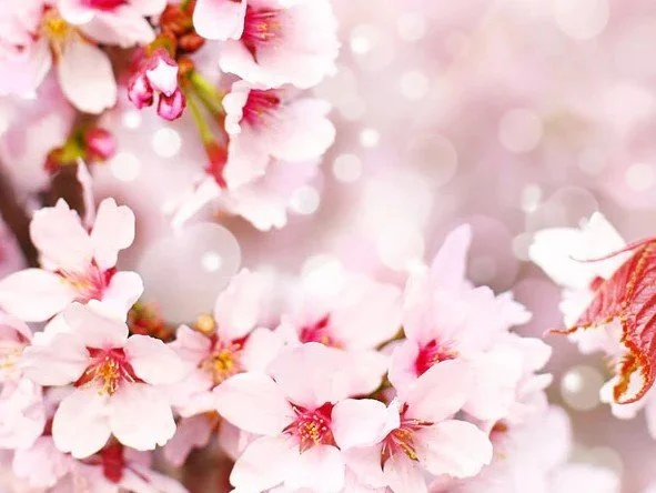Cherry Blossom.jpg