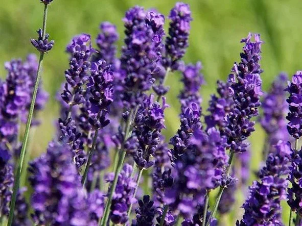 French Lavender.jpg