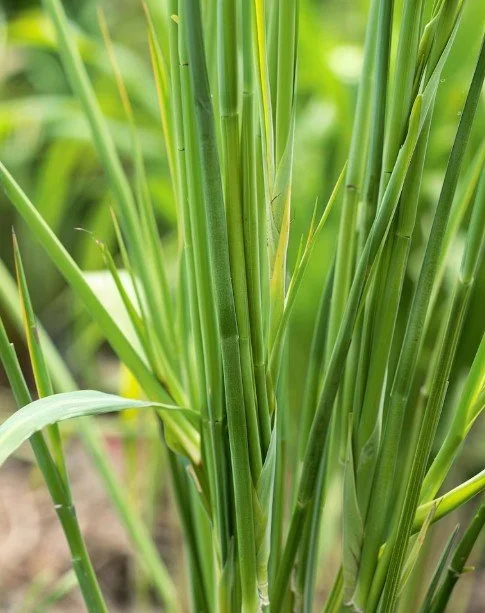 Lemongrass.jpg