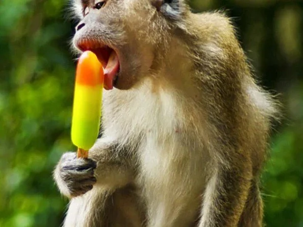 Monkey Farts.jpg