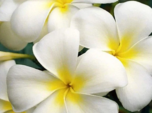 Frangipani.jpg
