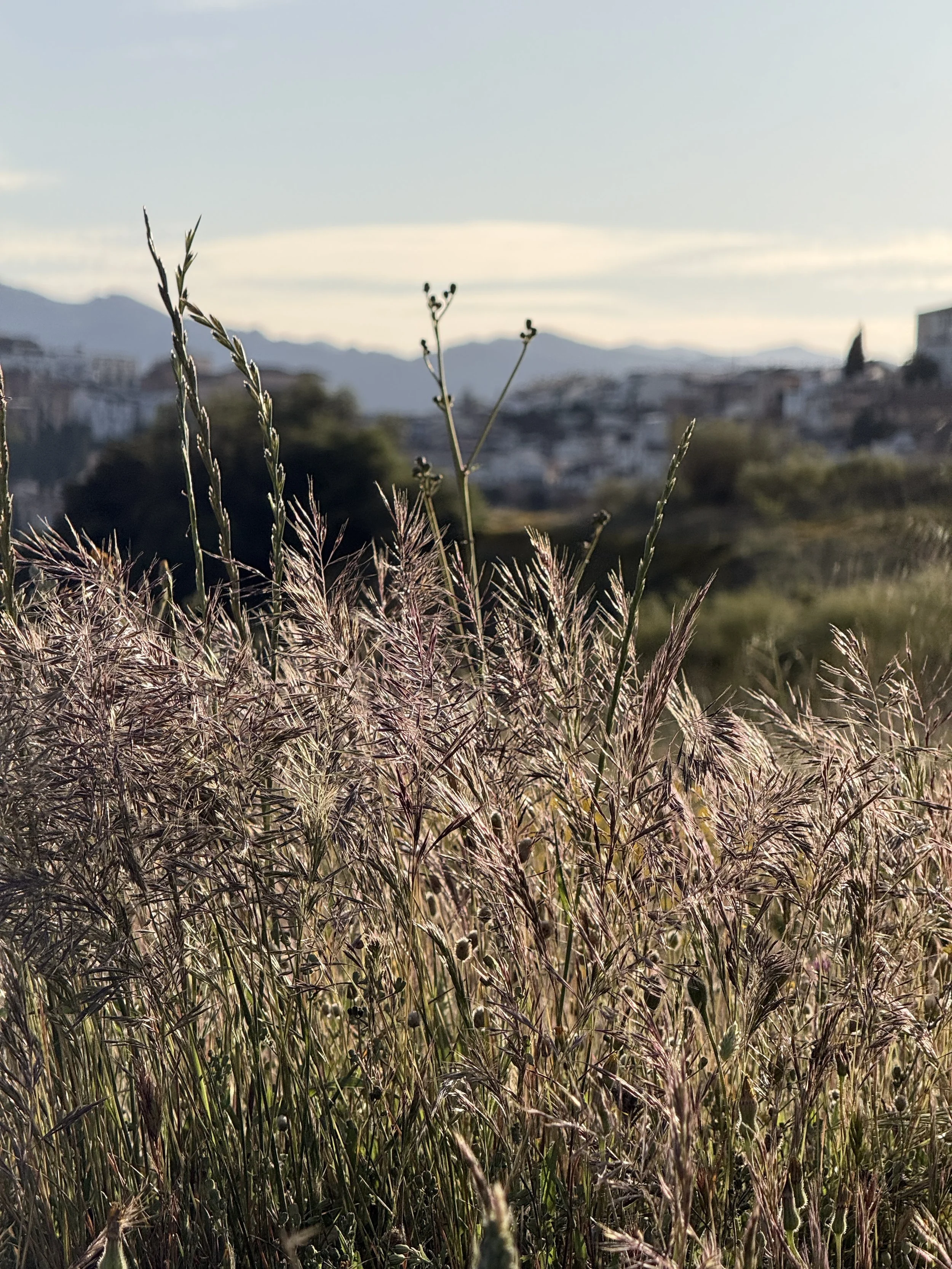 Summer Rising: On Discernment, Overstimulation, and the Body's Wisdom