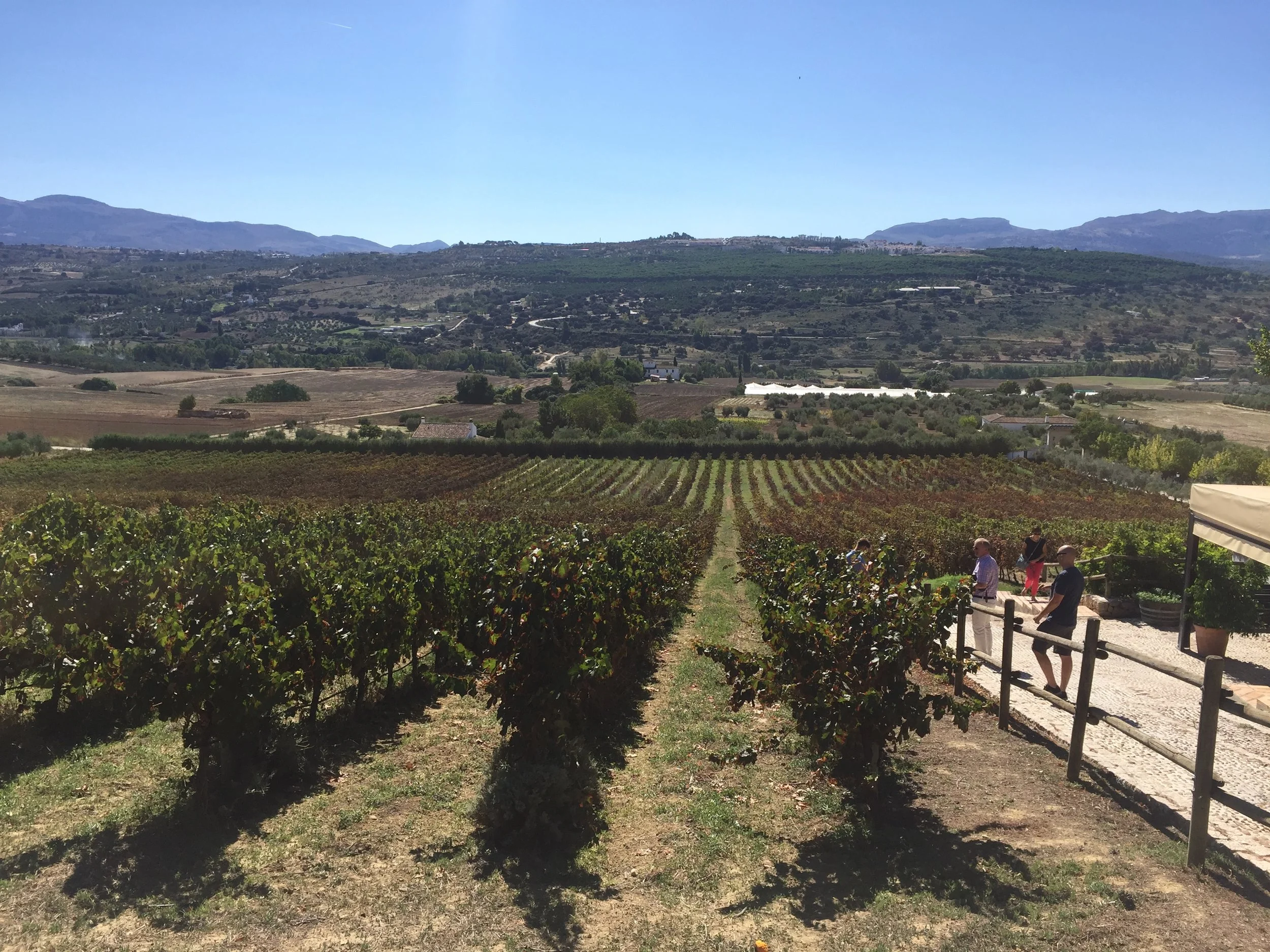 Bodega Los Frutales Grounds.JPG