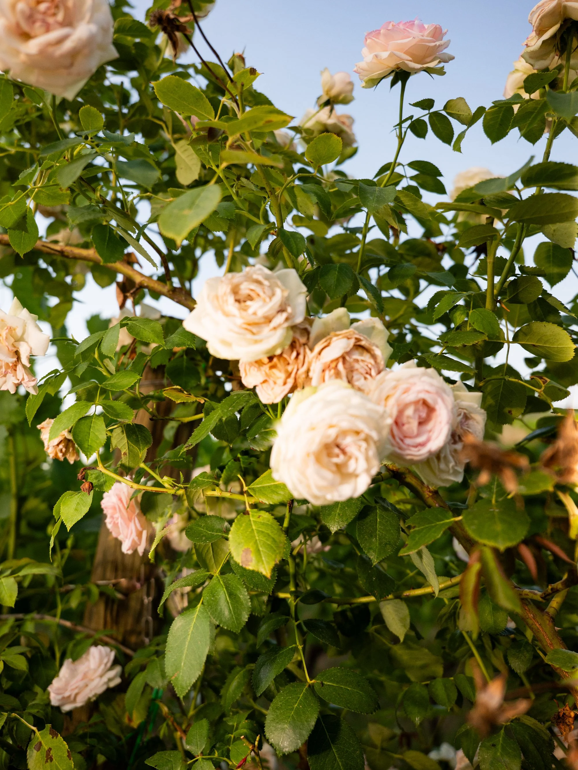 Andrea e Britt-710.jpg