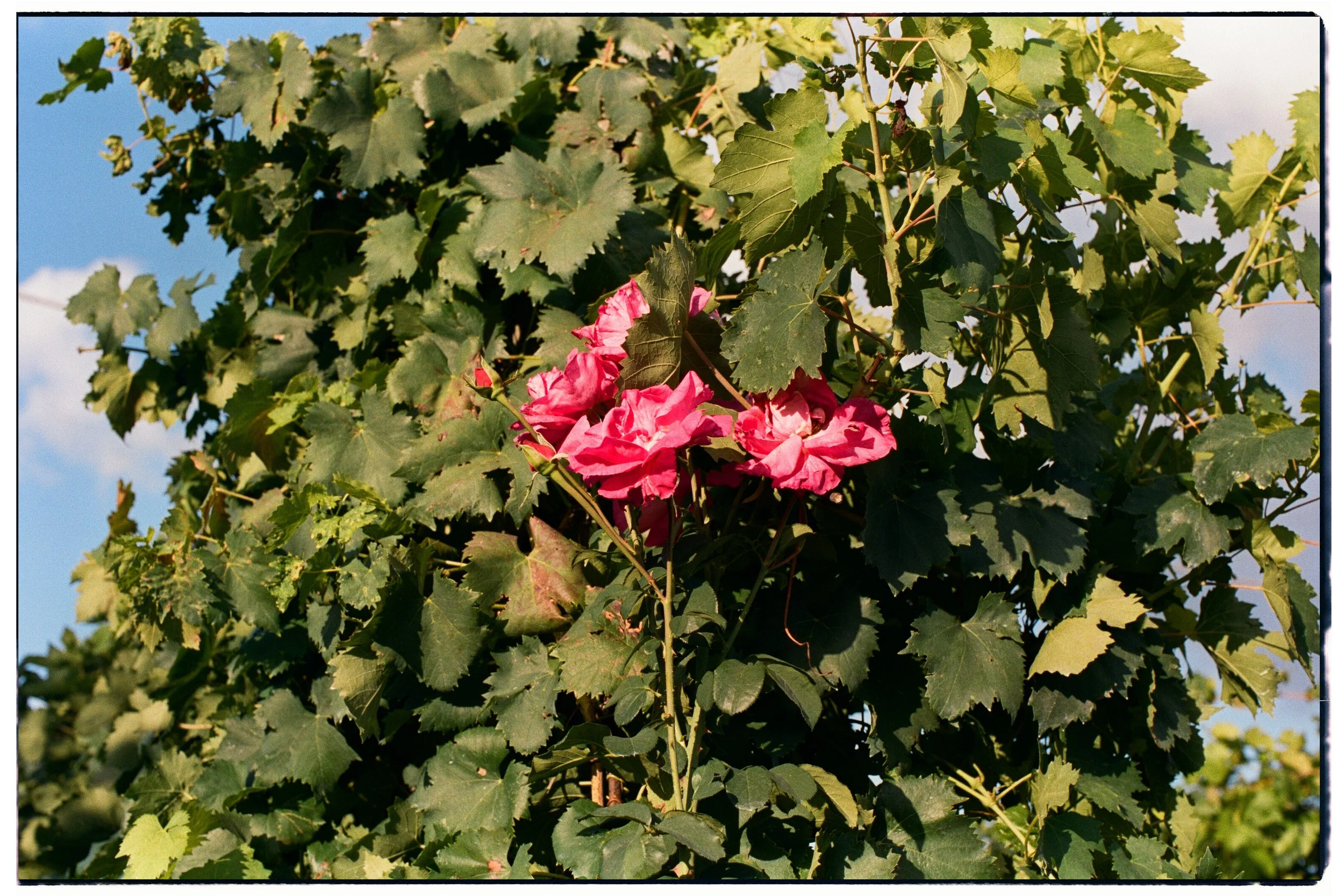 Gabriele e Valentina_Film_06.jpg