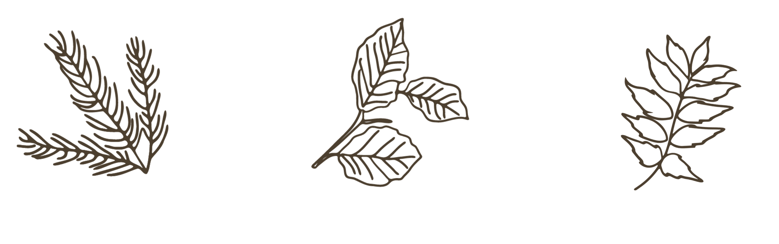 Line art of various leaves and plant sprigs on a black background