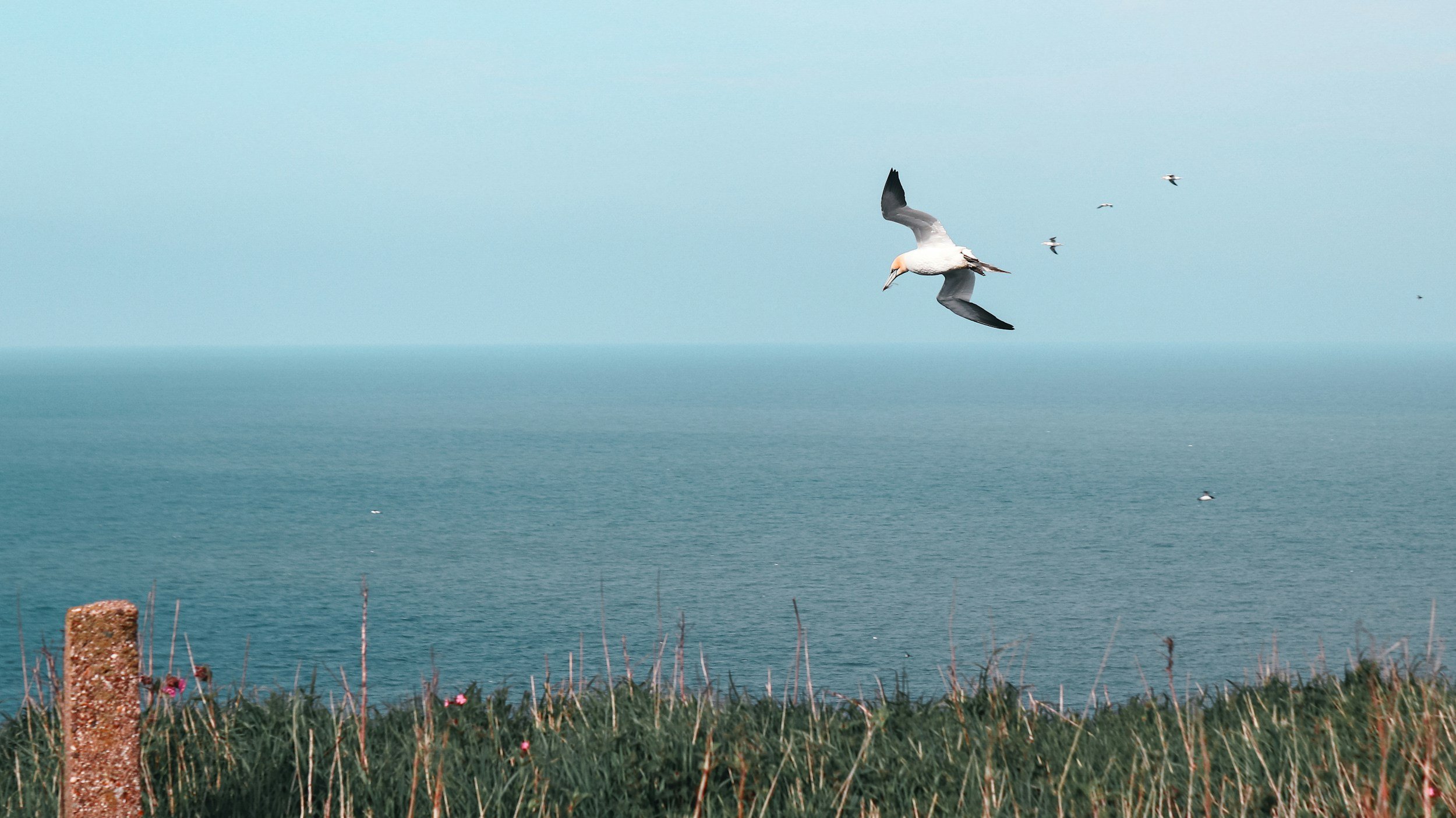 Cleveland Way coastal path overlooking the North Sea near Burniston, North Yorkshire
