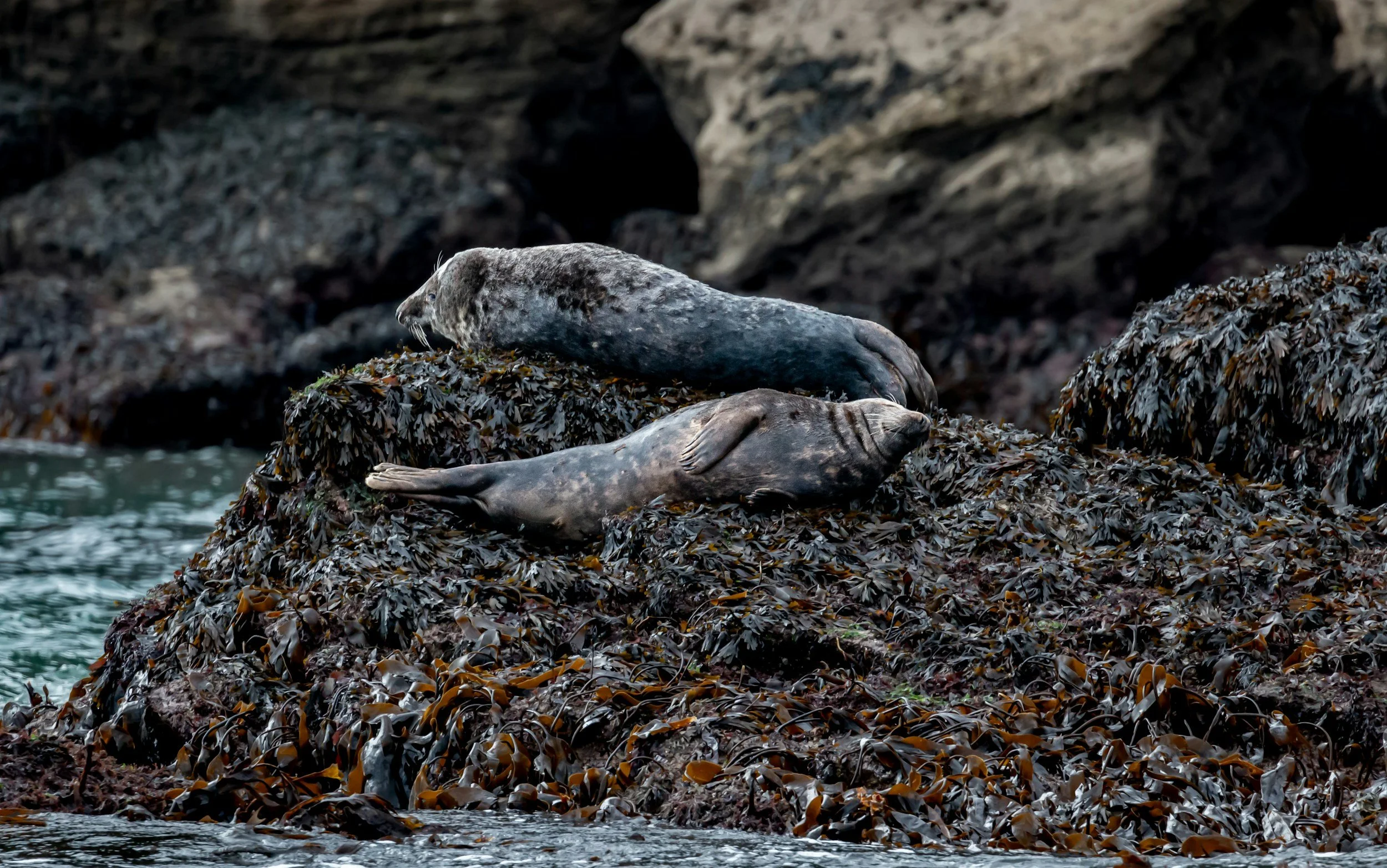Ravenscar + the seal colony // A walk on the wild side