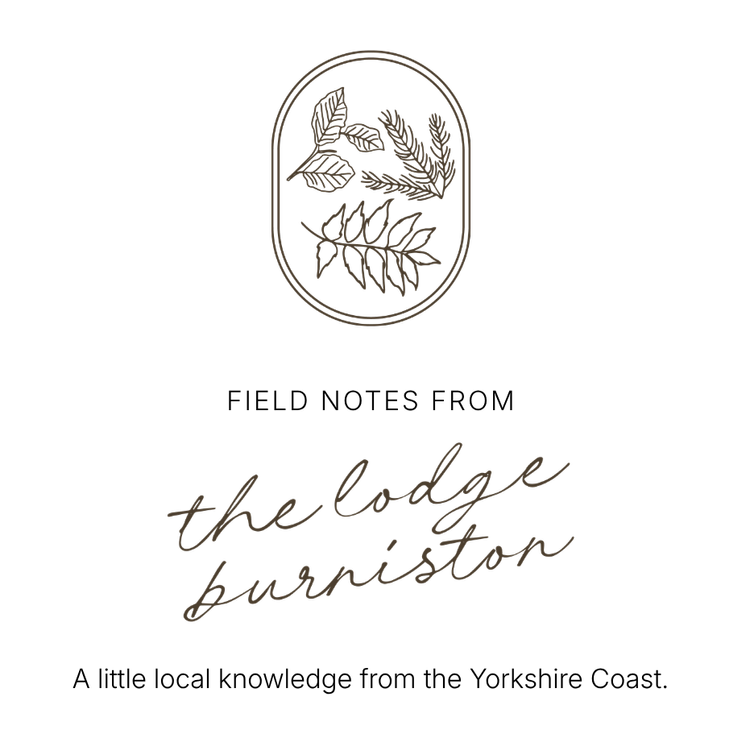 Field Notes from The Lodge Burniston