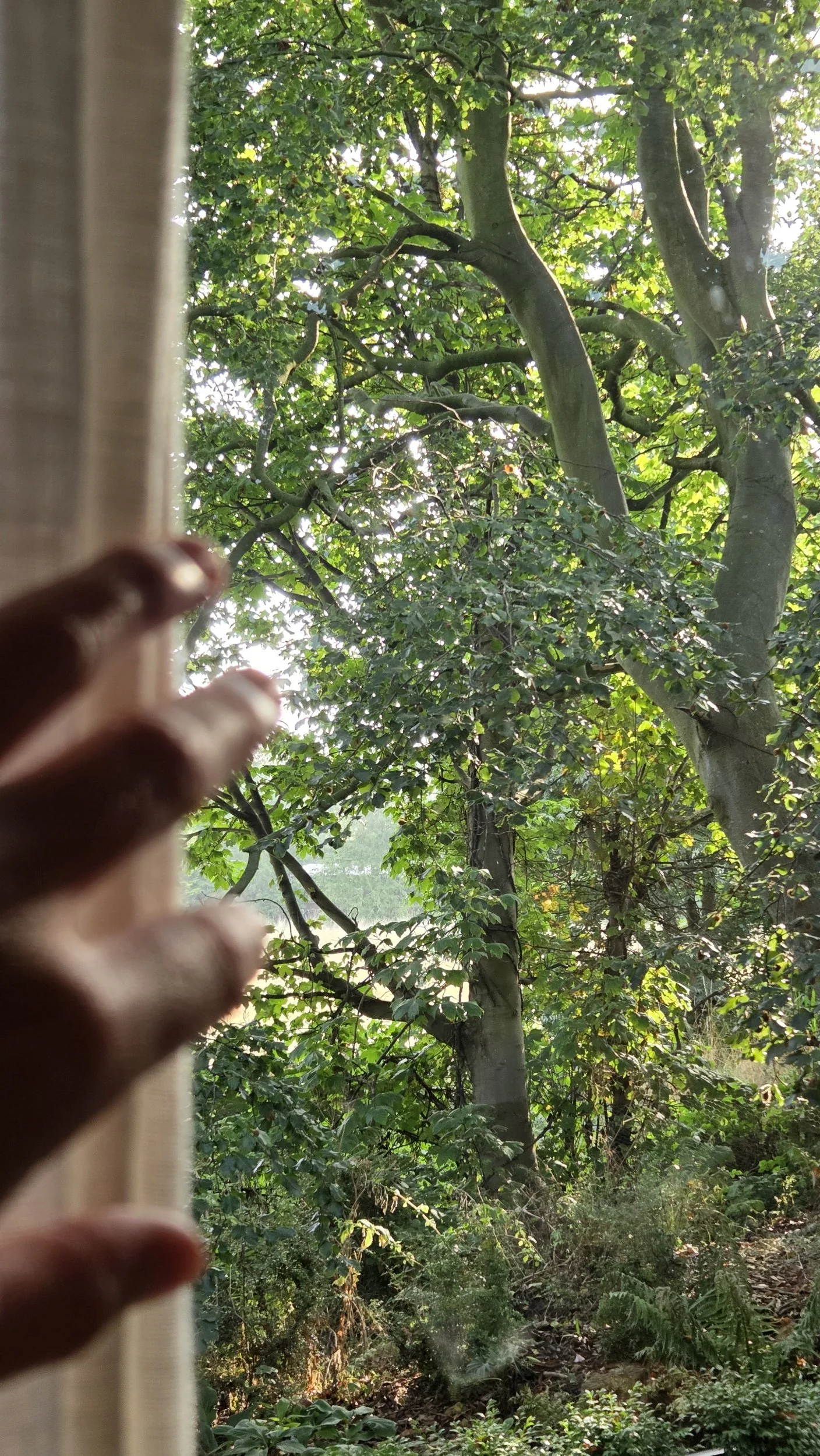 View of lush green trees and foliage outside a window with a curtain, with a hand reaching towards the window on the left side of the image.