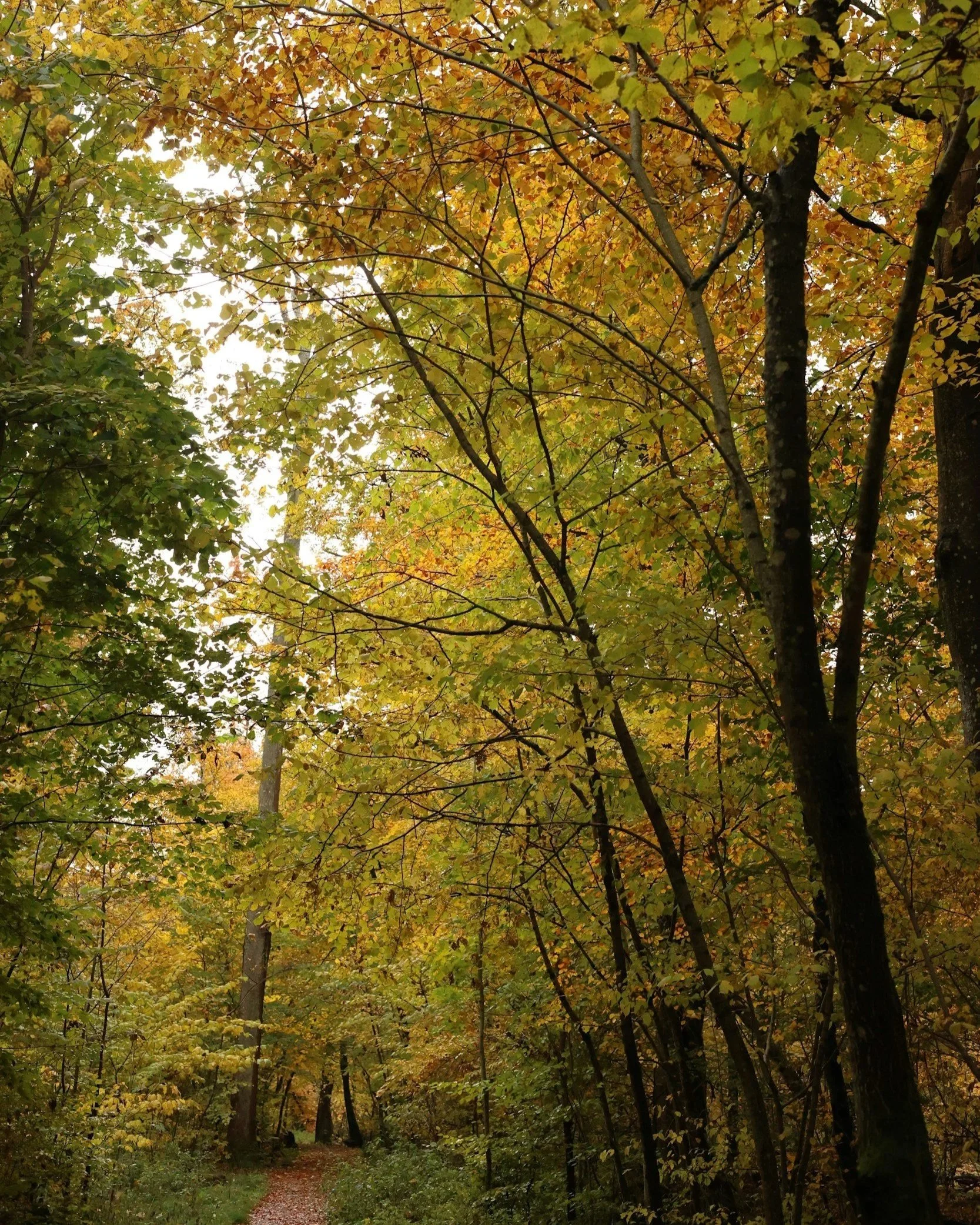 Autumn woodland path on the Bridestones Trail in Dalby Forest, North York Moors.