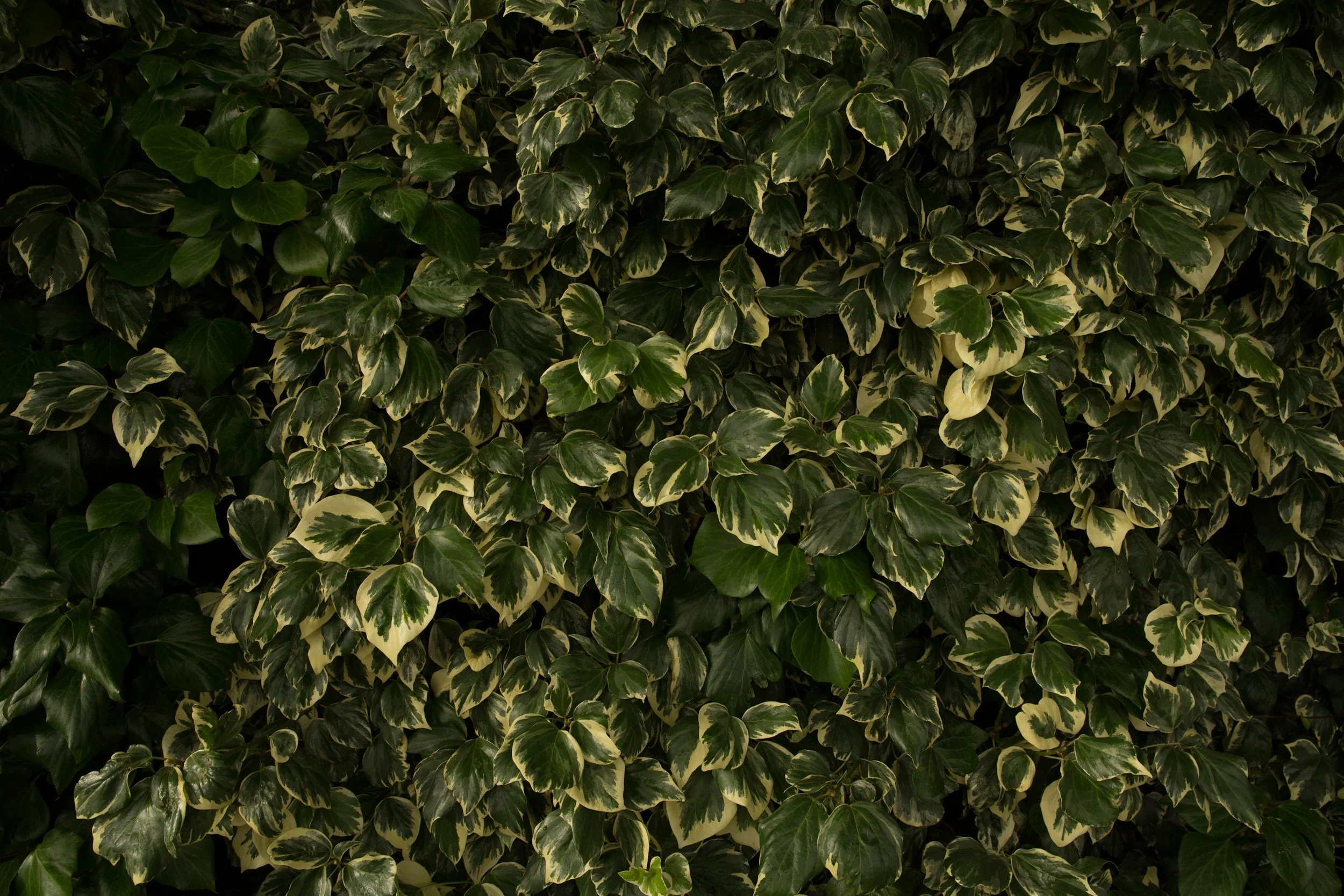 A dense wall of green and cream variegated ivy leaves.