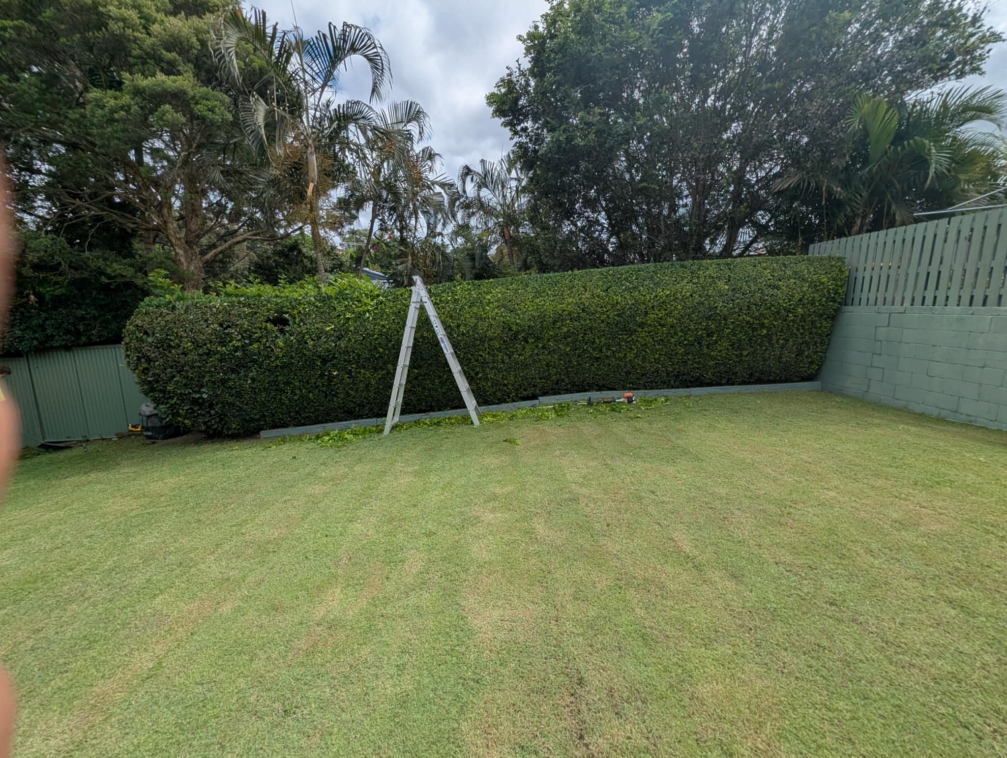 Lawn with a green hedge, a ladder, and trees in the background in a backyard.