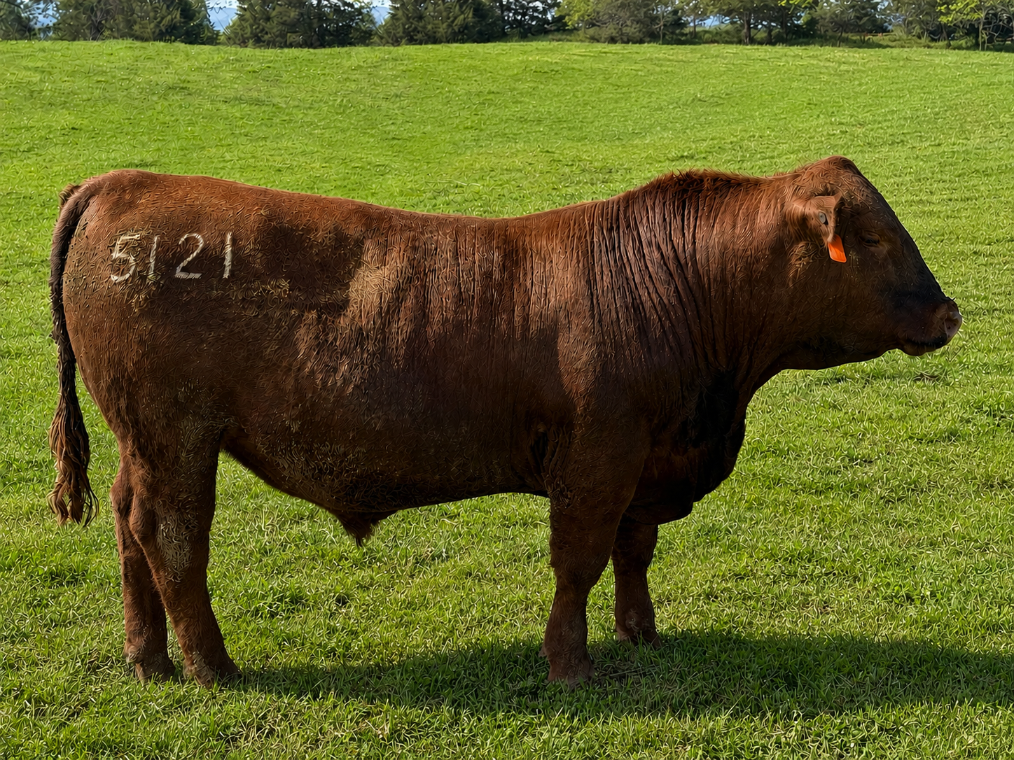 HRP RAIDER 5121N- PURCHASED FROM HANSINE RANCH