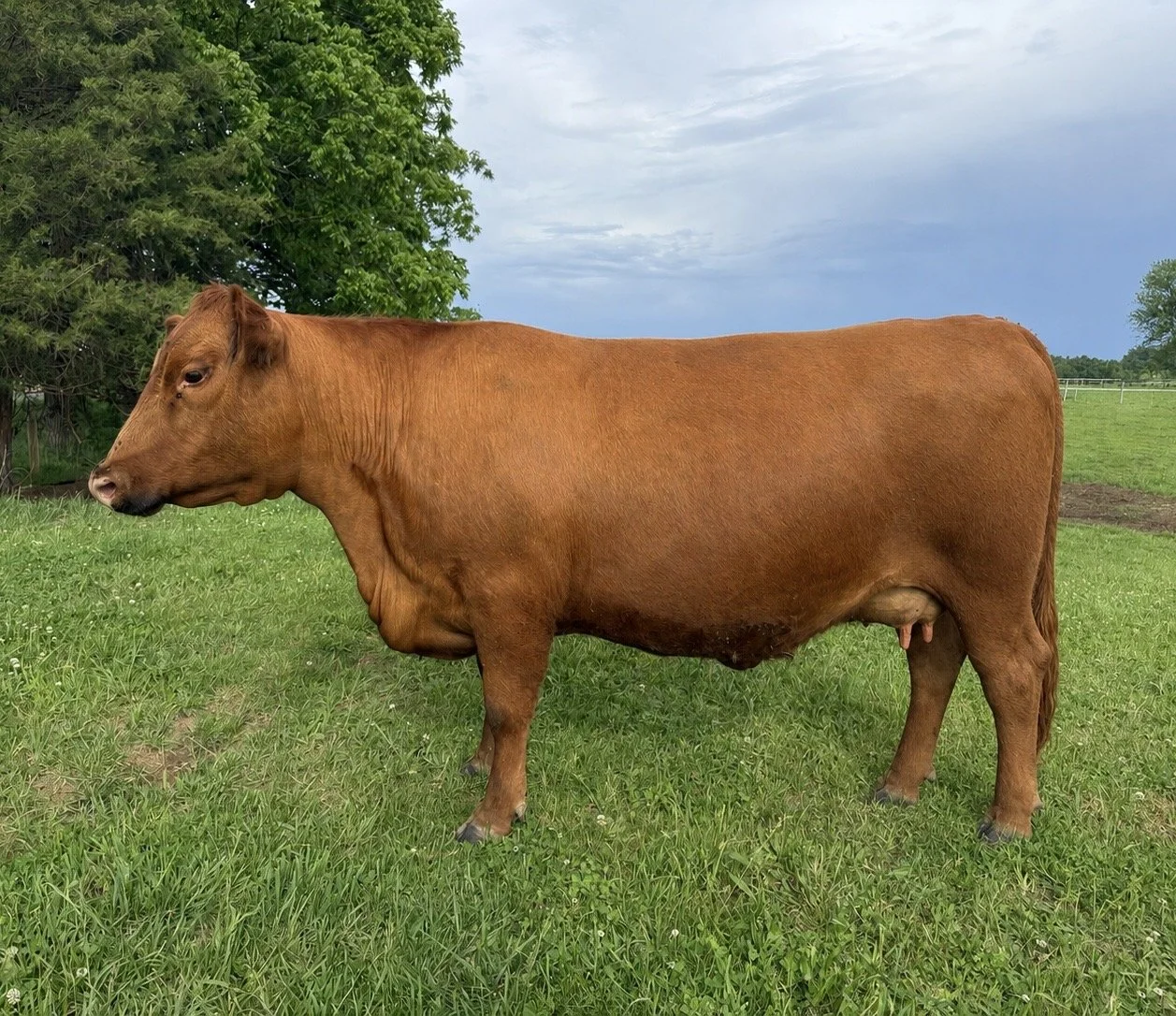 CHAPPELL MISS MOLLY M495

Purchased from Chappell Red Angus in 2025 
