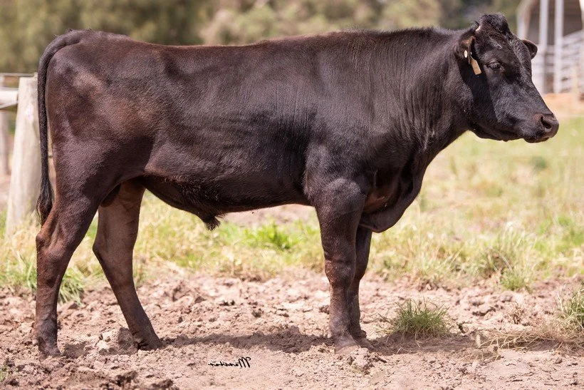 ARUBIAL RENDITION R0734