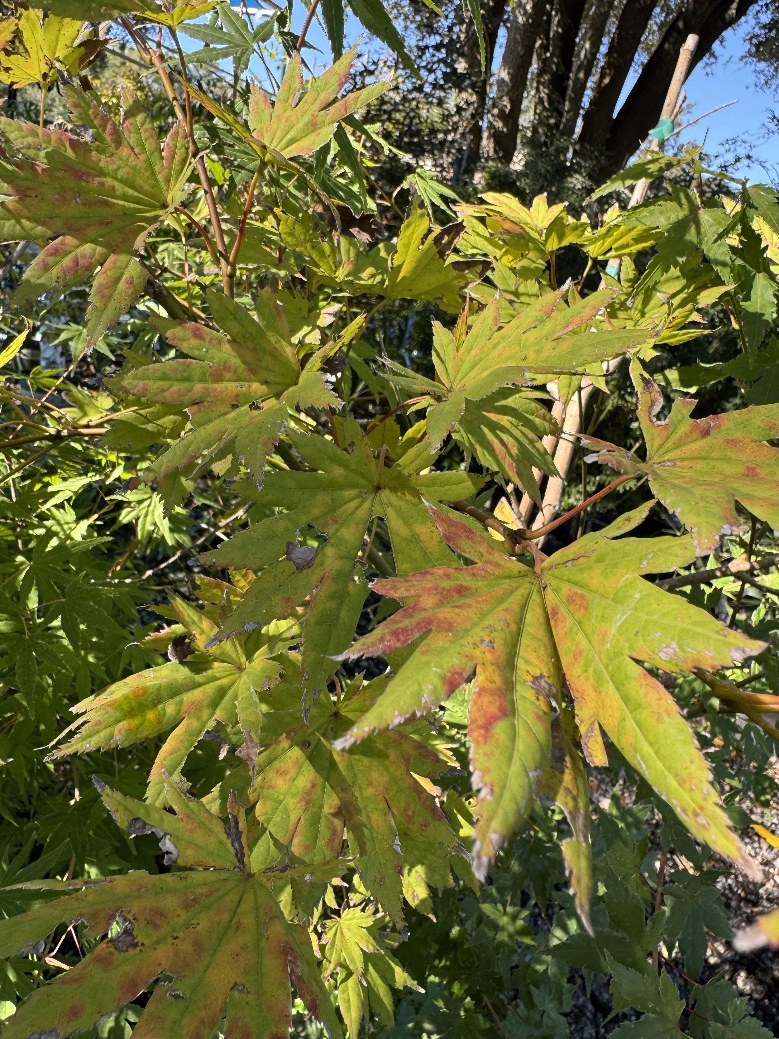 autumnmoonJapmaple (2).jpg