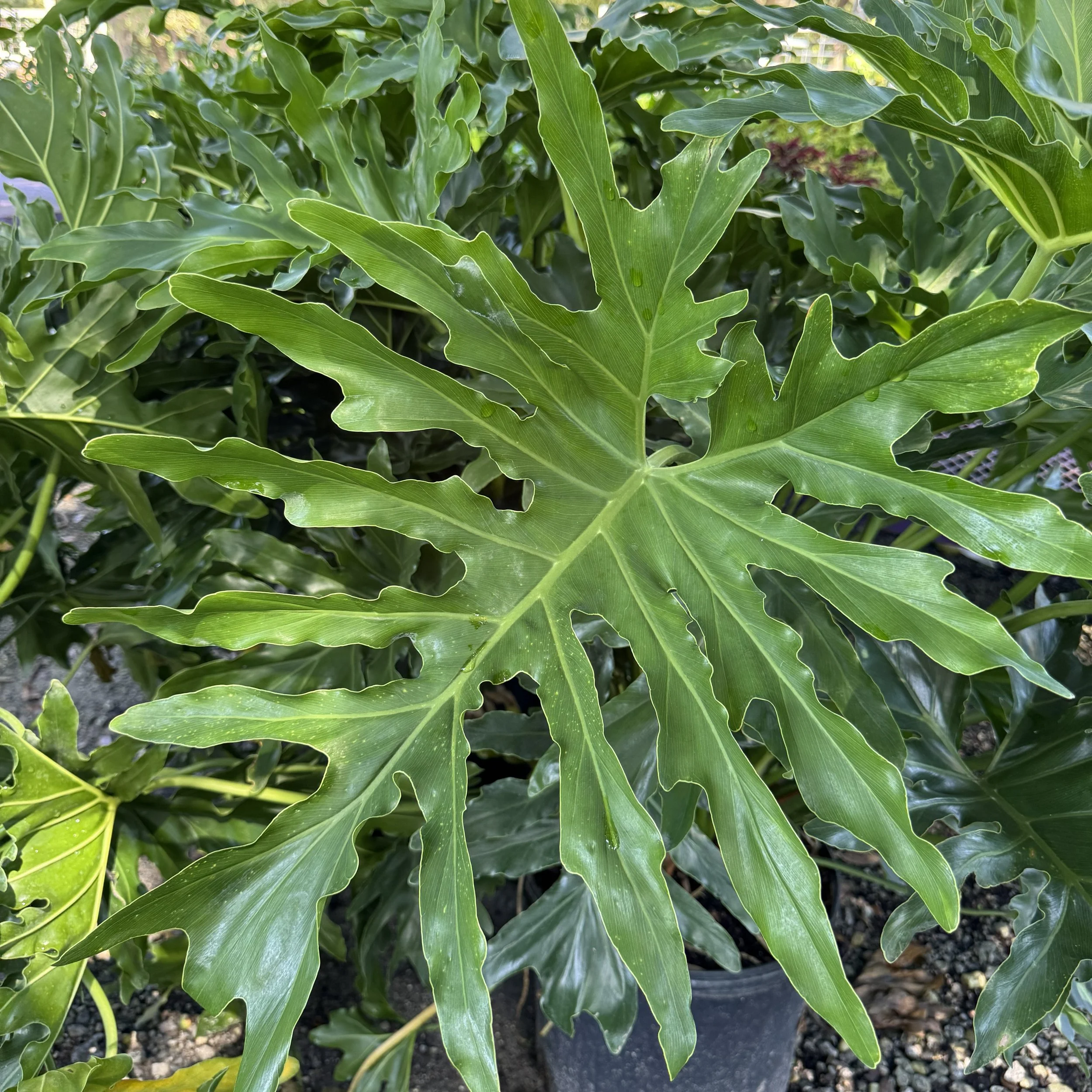 splitleafphilo.jpg