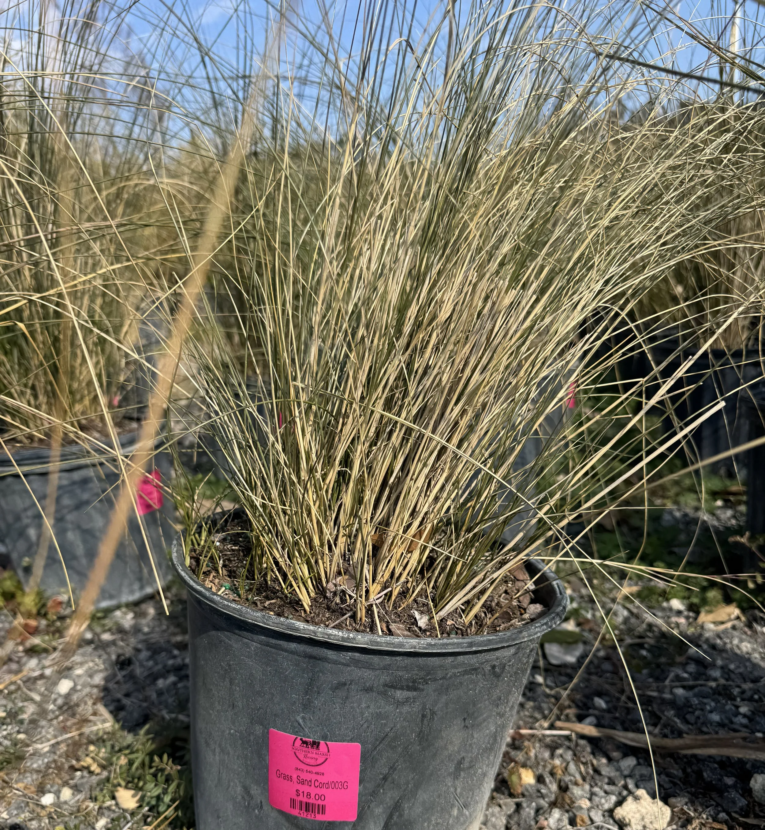 Sand Cordgrass