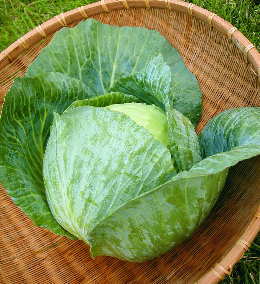 Bonnie Best Cabbage