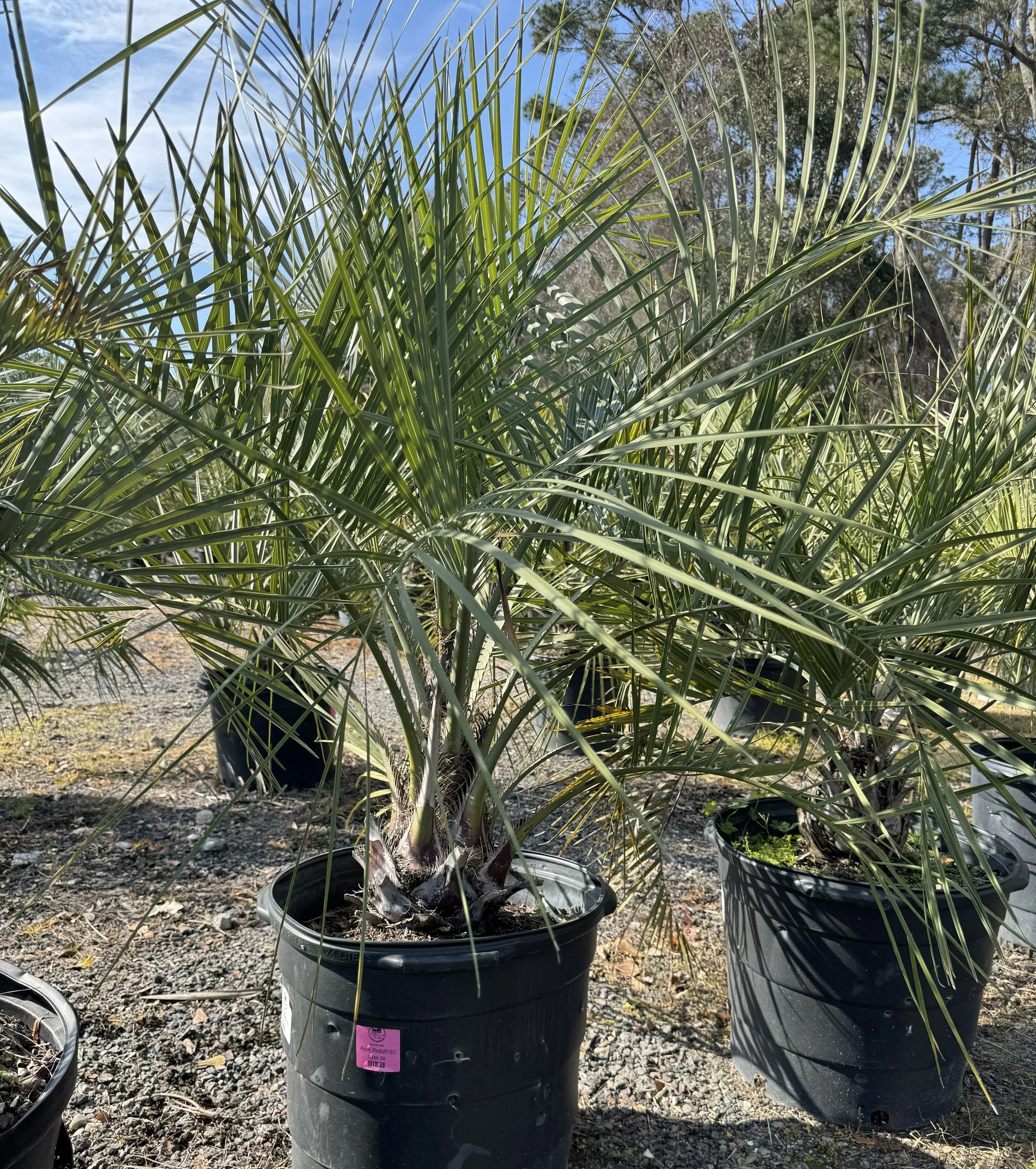 Pindo Palm