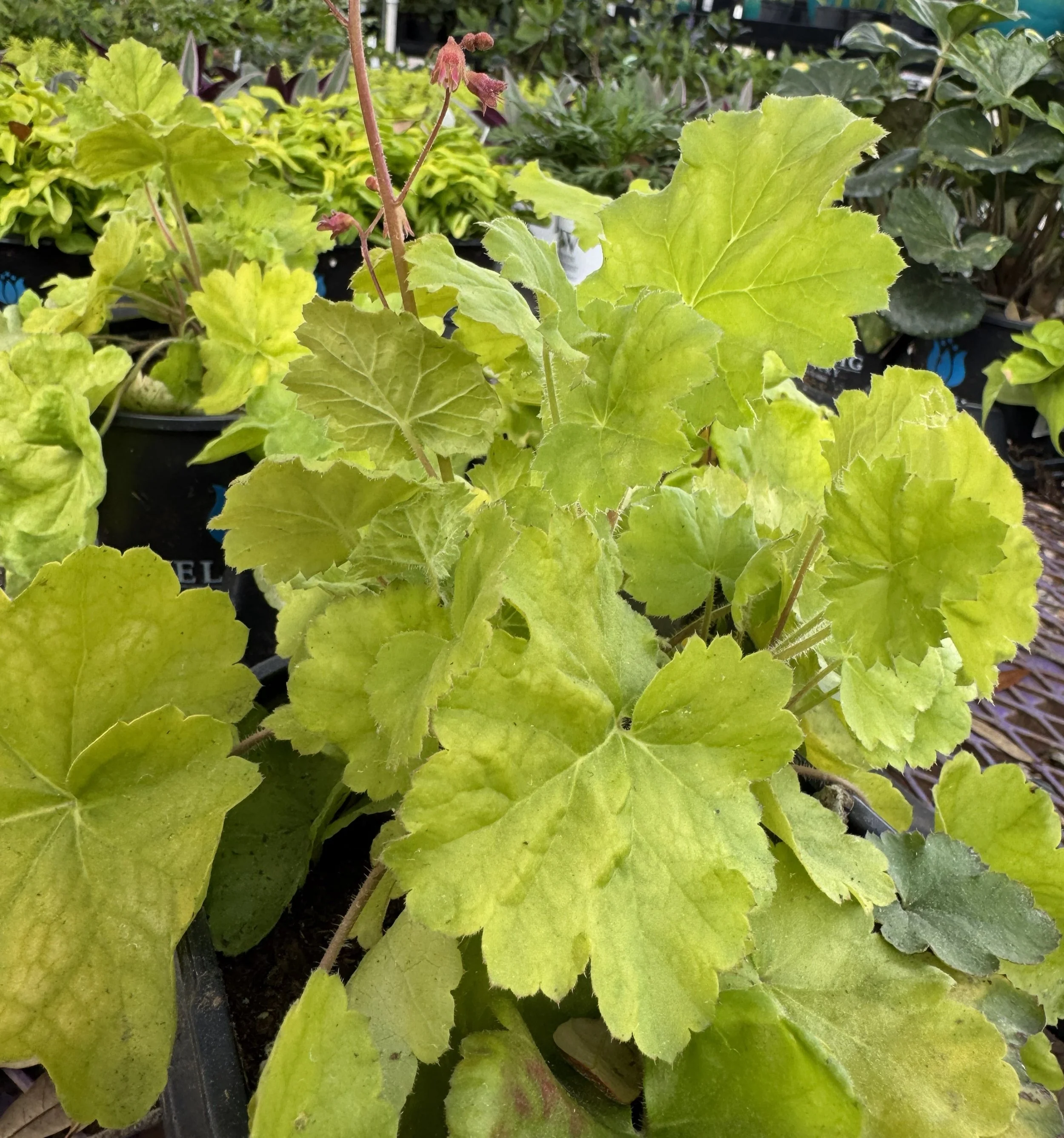 Heuchera1.jpg
