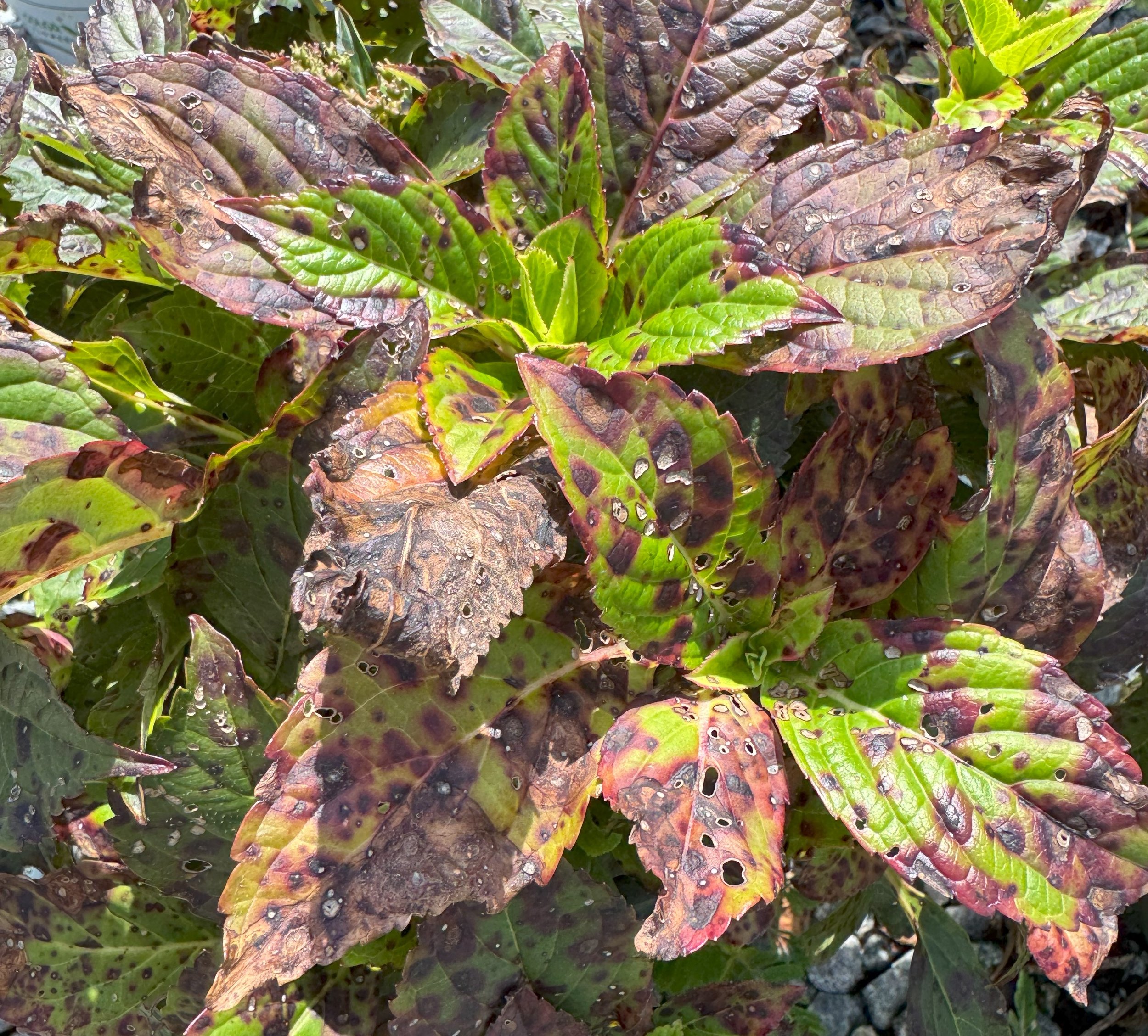 Blight — Southern Marsh Nursery