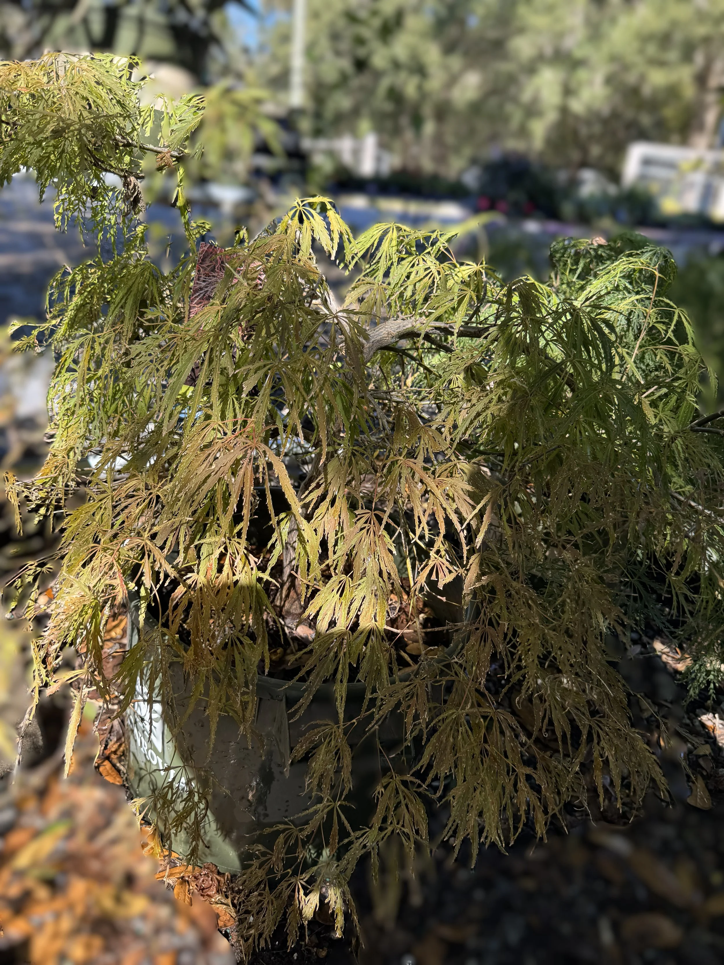 Crimson Queen Japanese Maple
