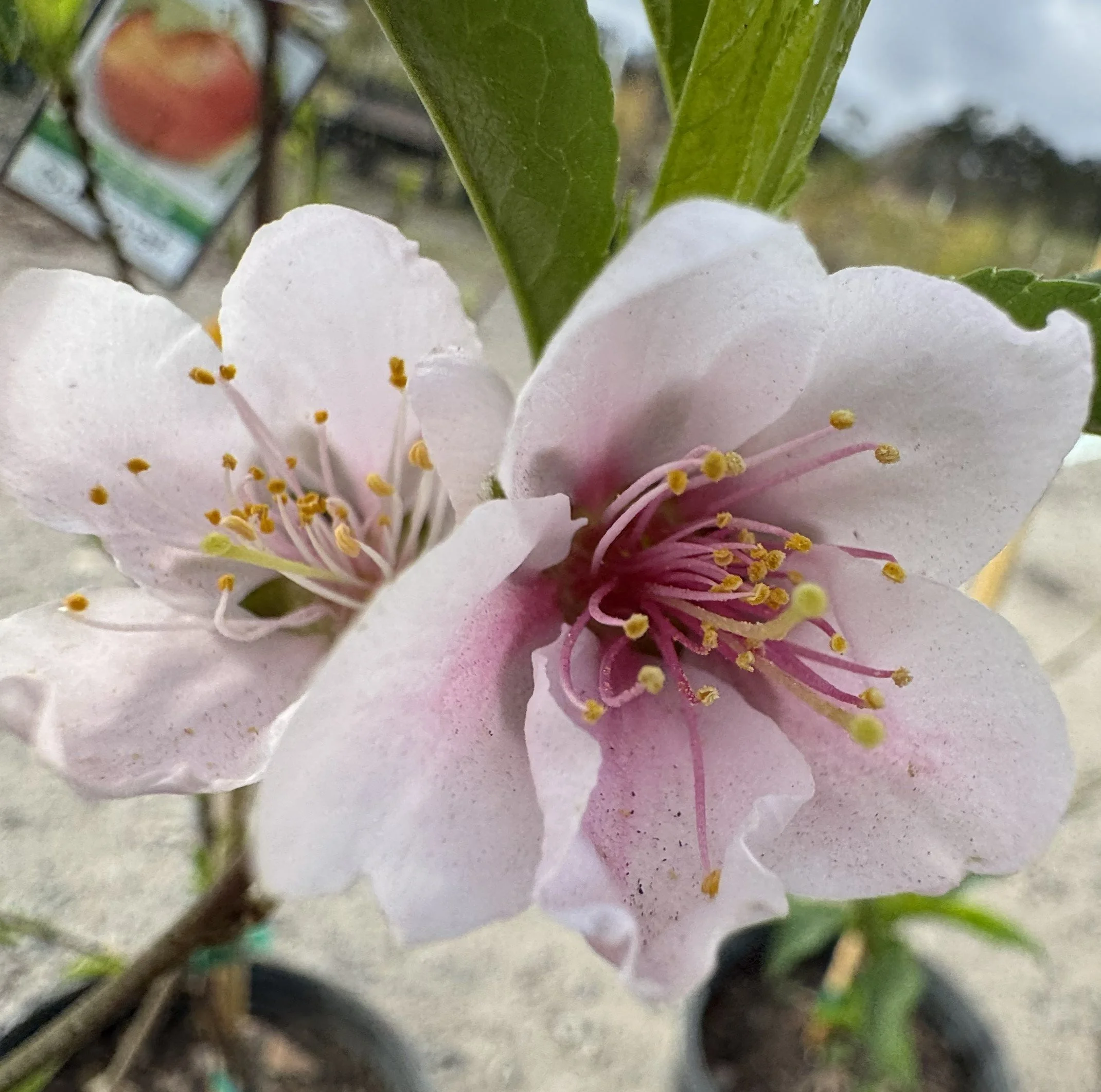 nectarineflower.jpg