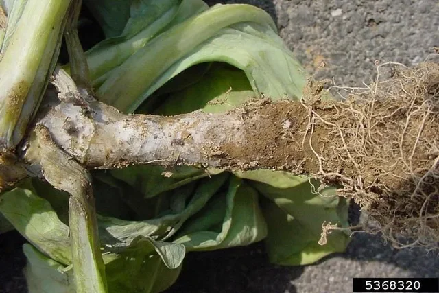 Root rot; Photo by Paul Bachi, University of Kentucky Research and Education Center,