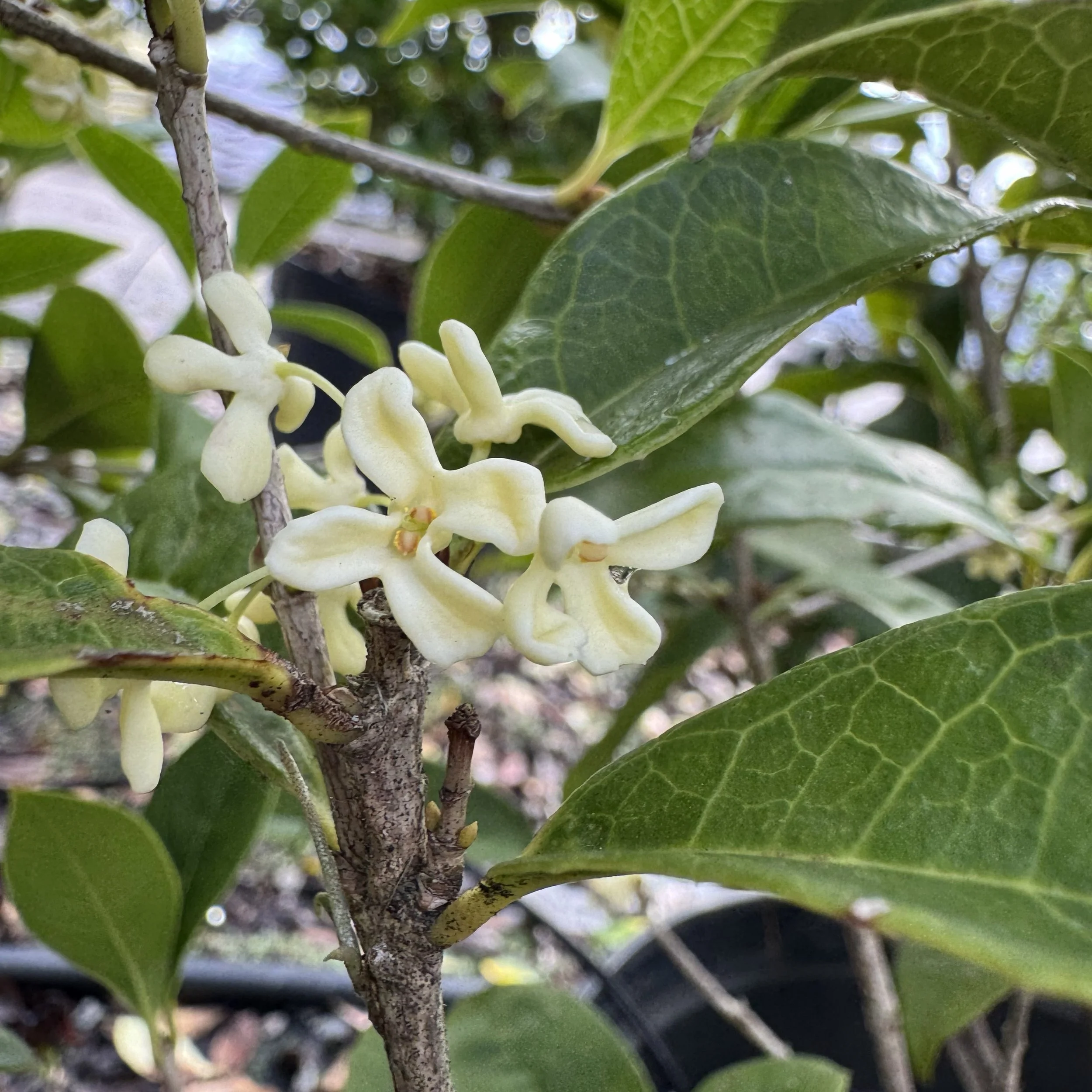 Tea Olive