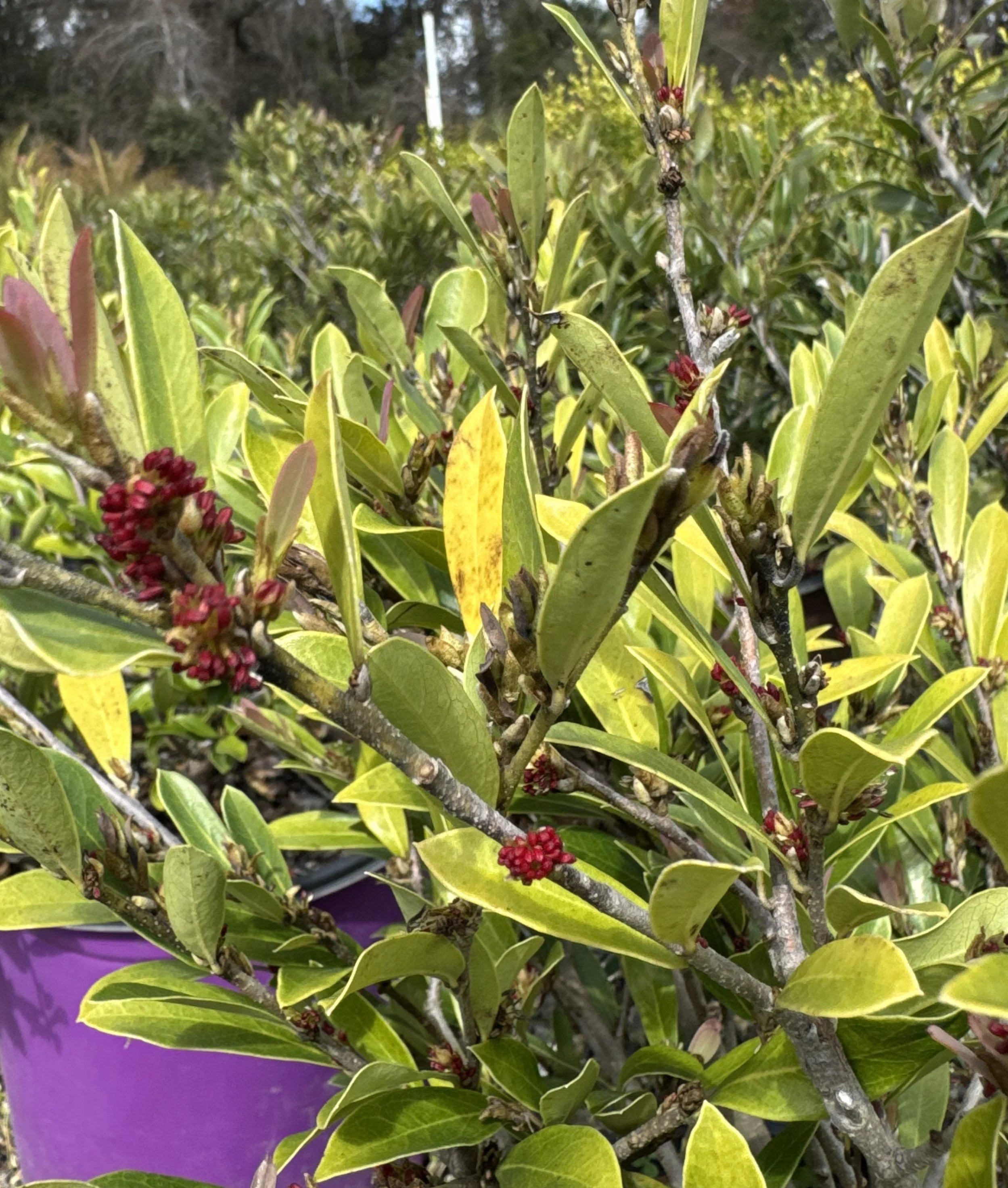 Swinglowdistylum (1).jpg