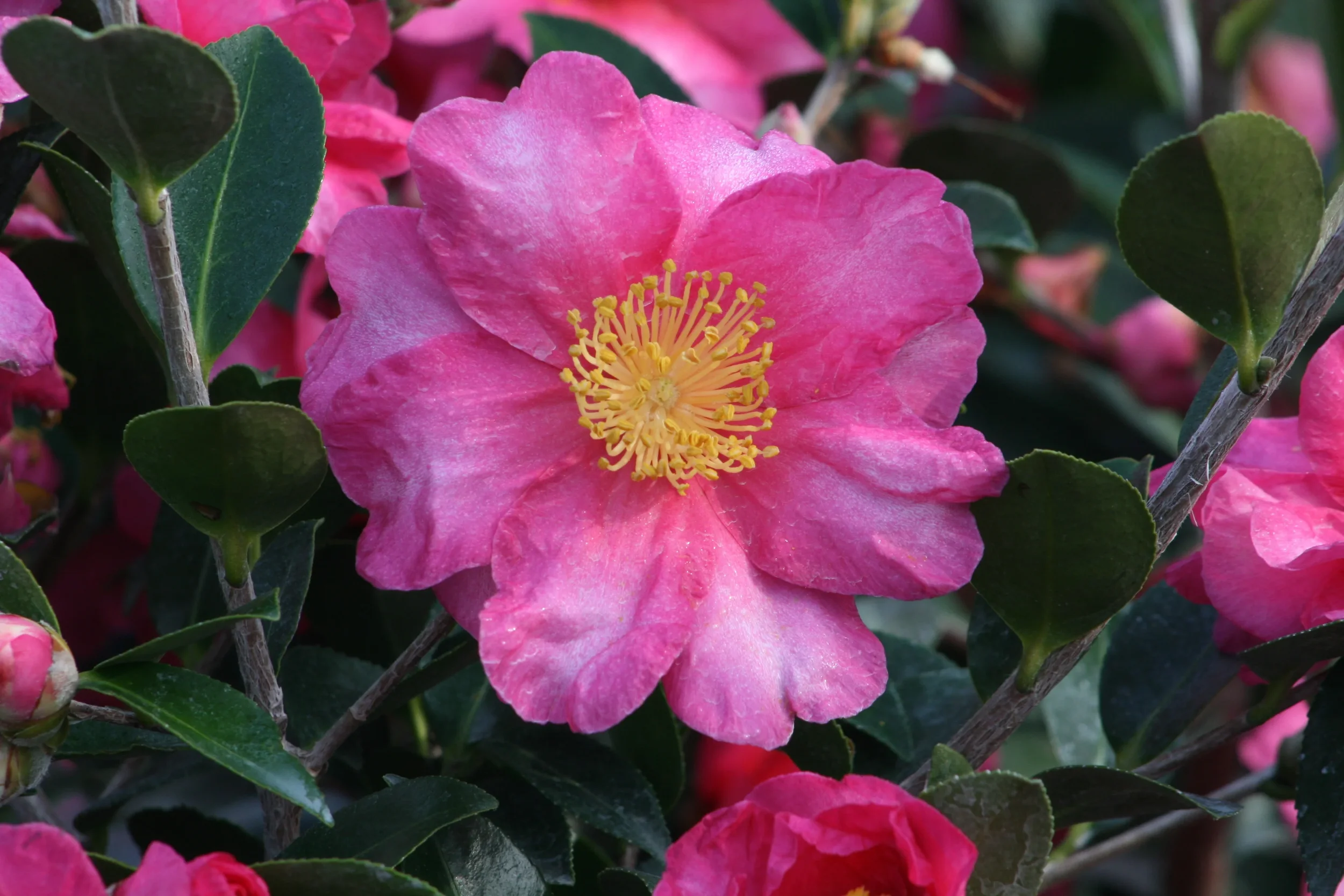 shishiroseyredcamellia.webp