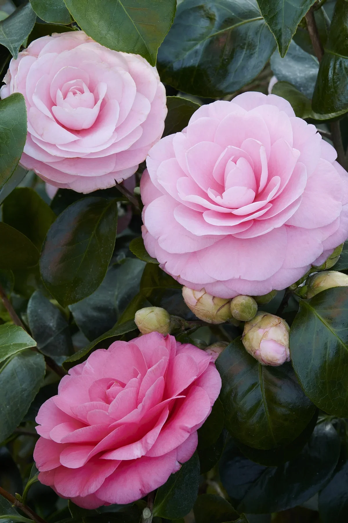 Pearl Maxwell Camellia