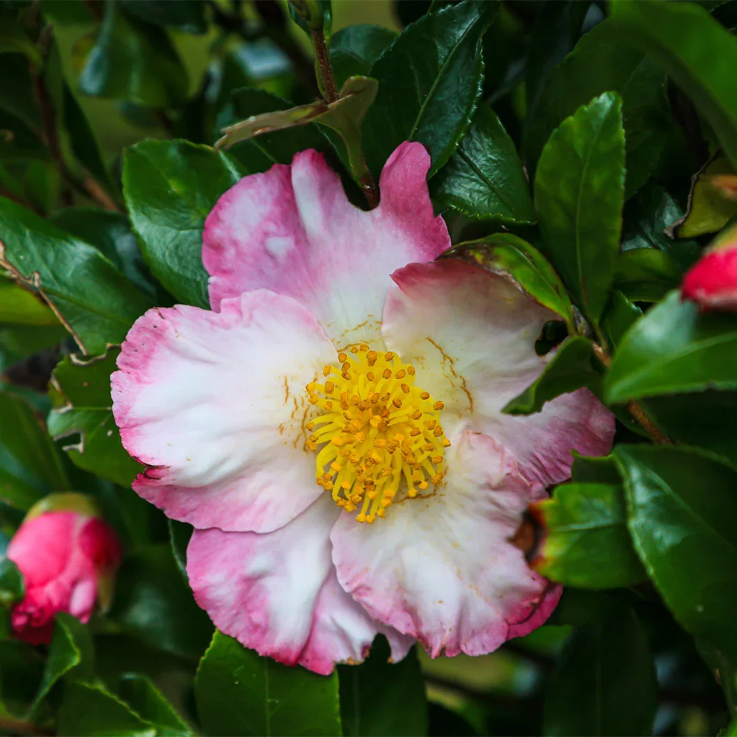 Hana Jiman Camellia from https://www.fast-growing-trees.com/