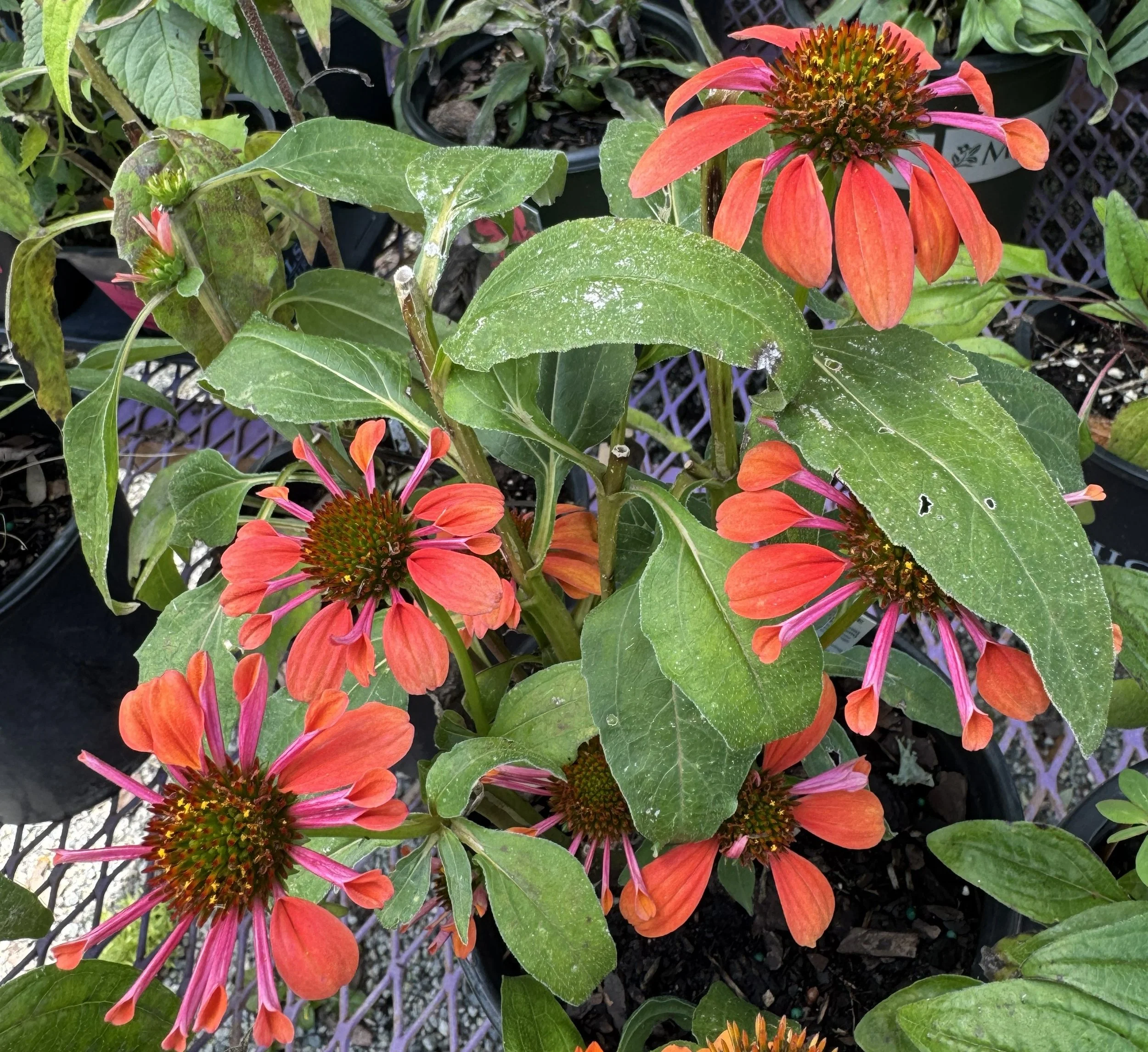 Native Planting Guide