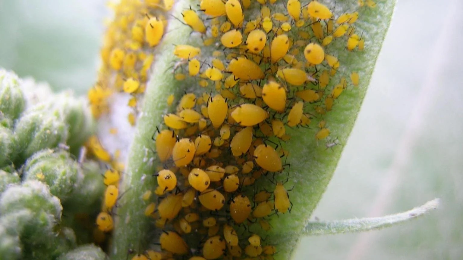 HGIC_insects_oleanderaphids_16x9.jpg