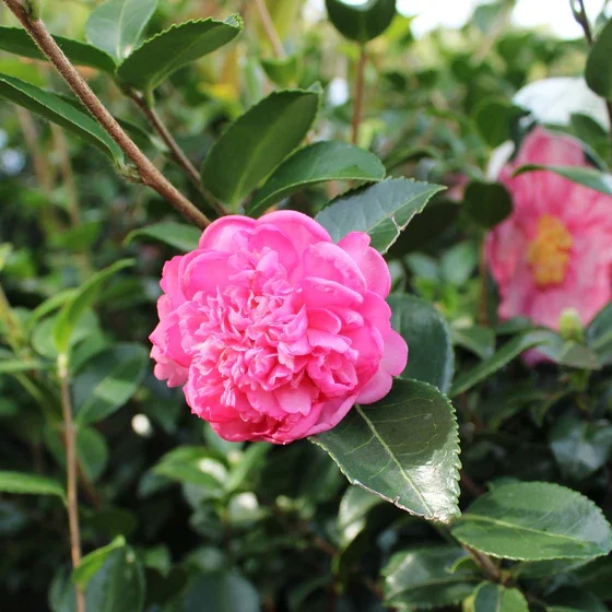 Camellia Winters Joy by Gardengoodsdirect.com
