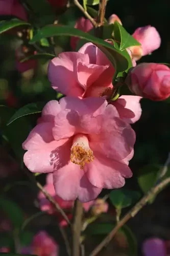 Camellia Gay Baby Camellia