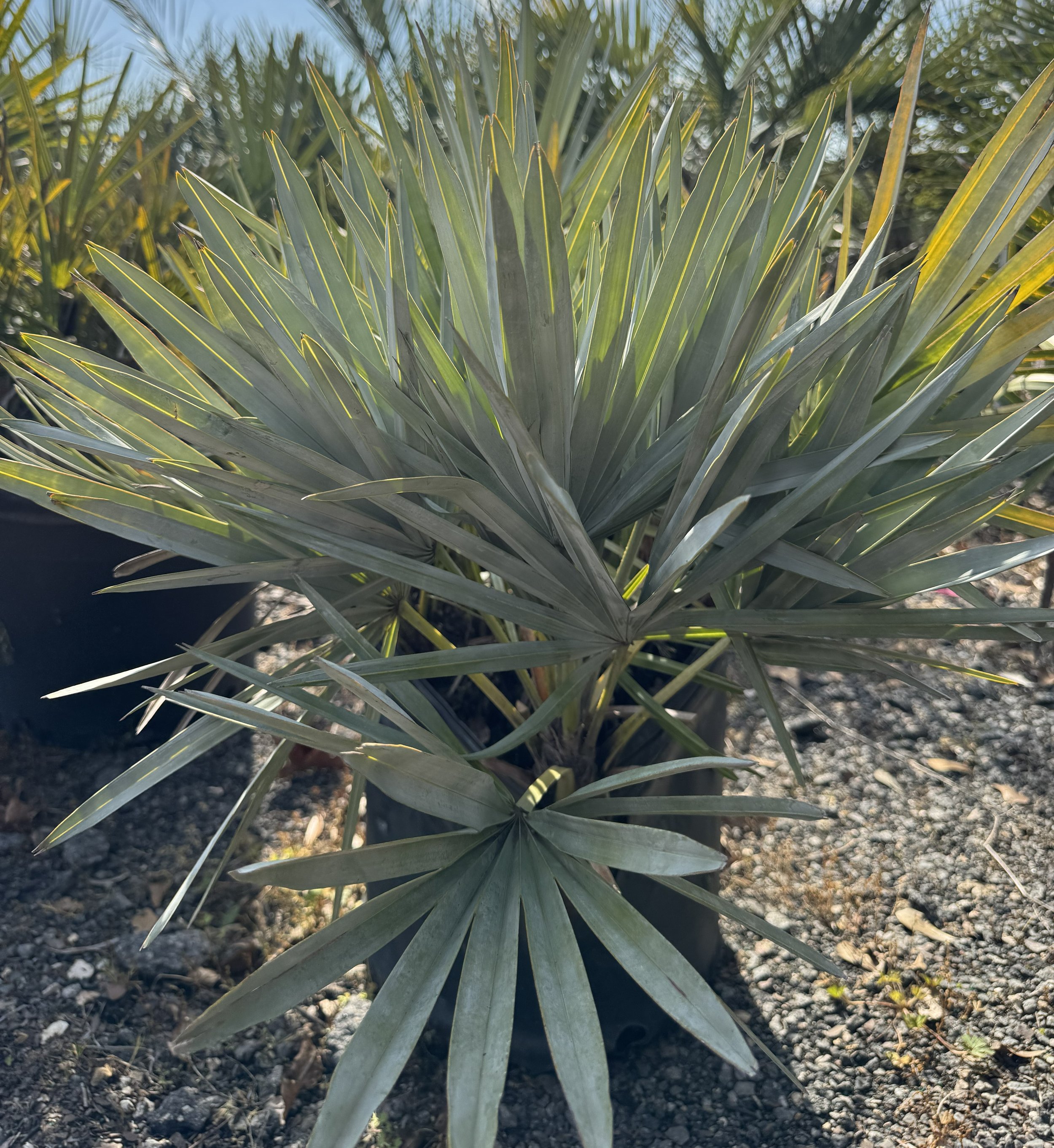 Silver Saw Palmetto