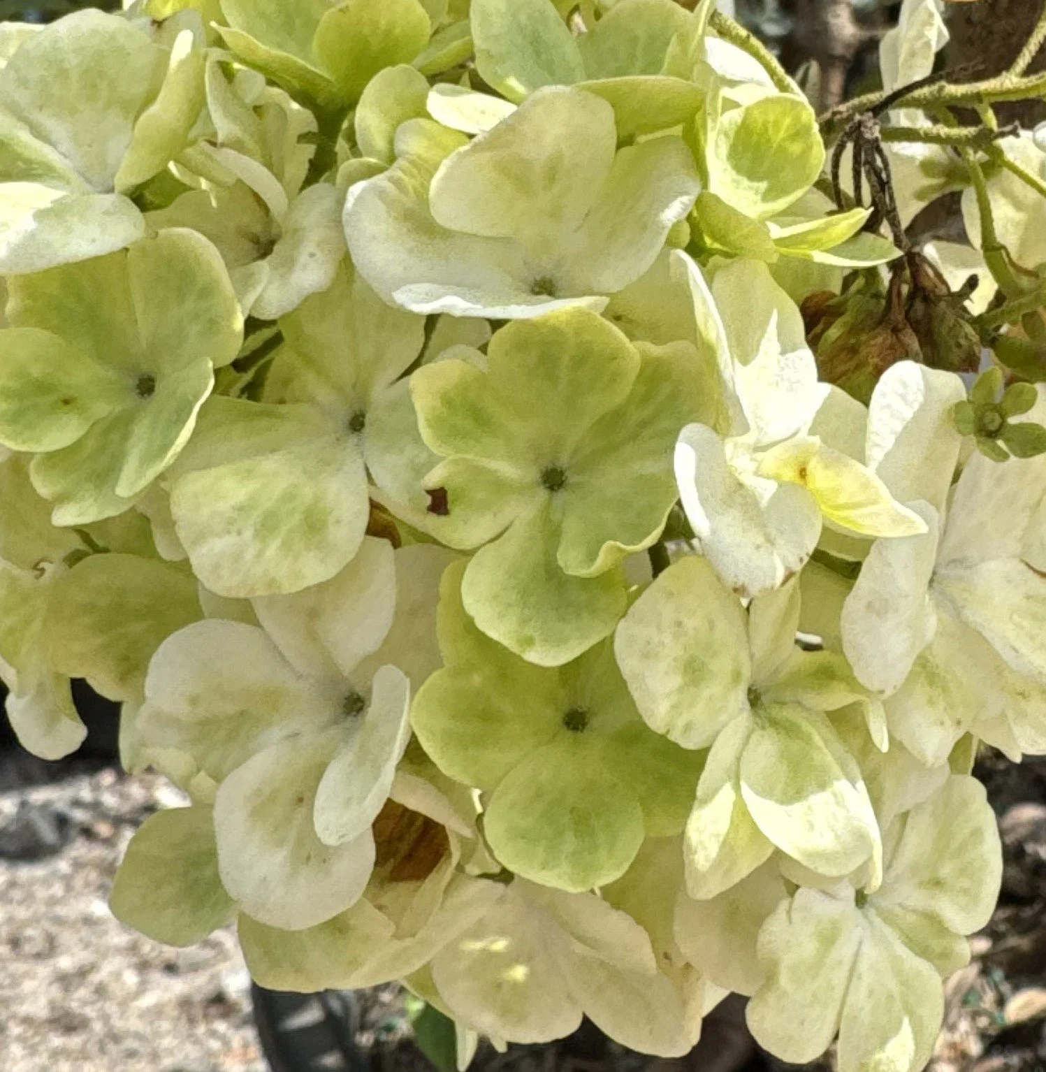 Snowball viburnum.jpg