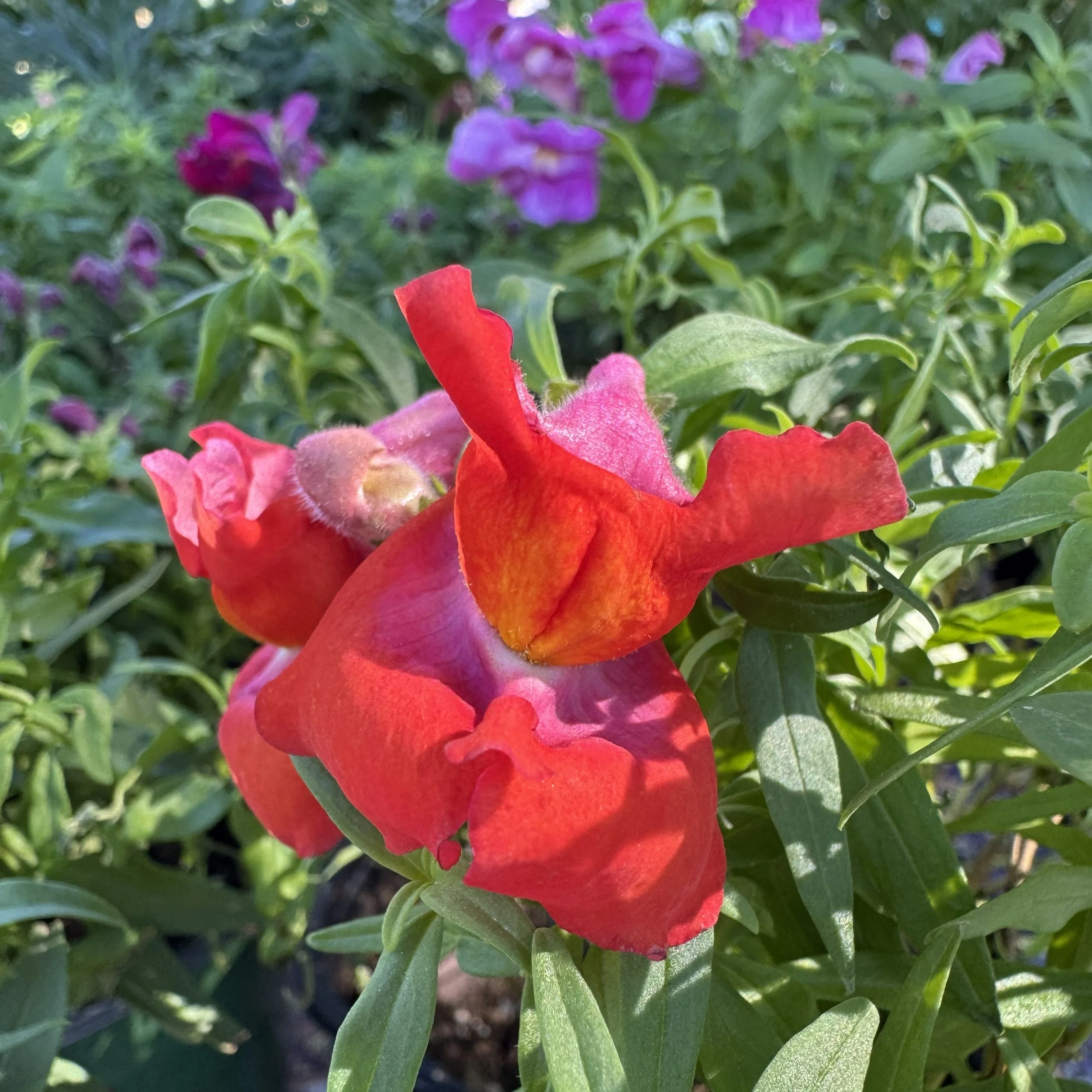 Snapshot orange snap.jpg