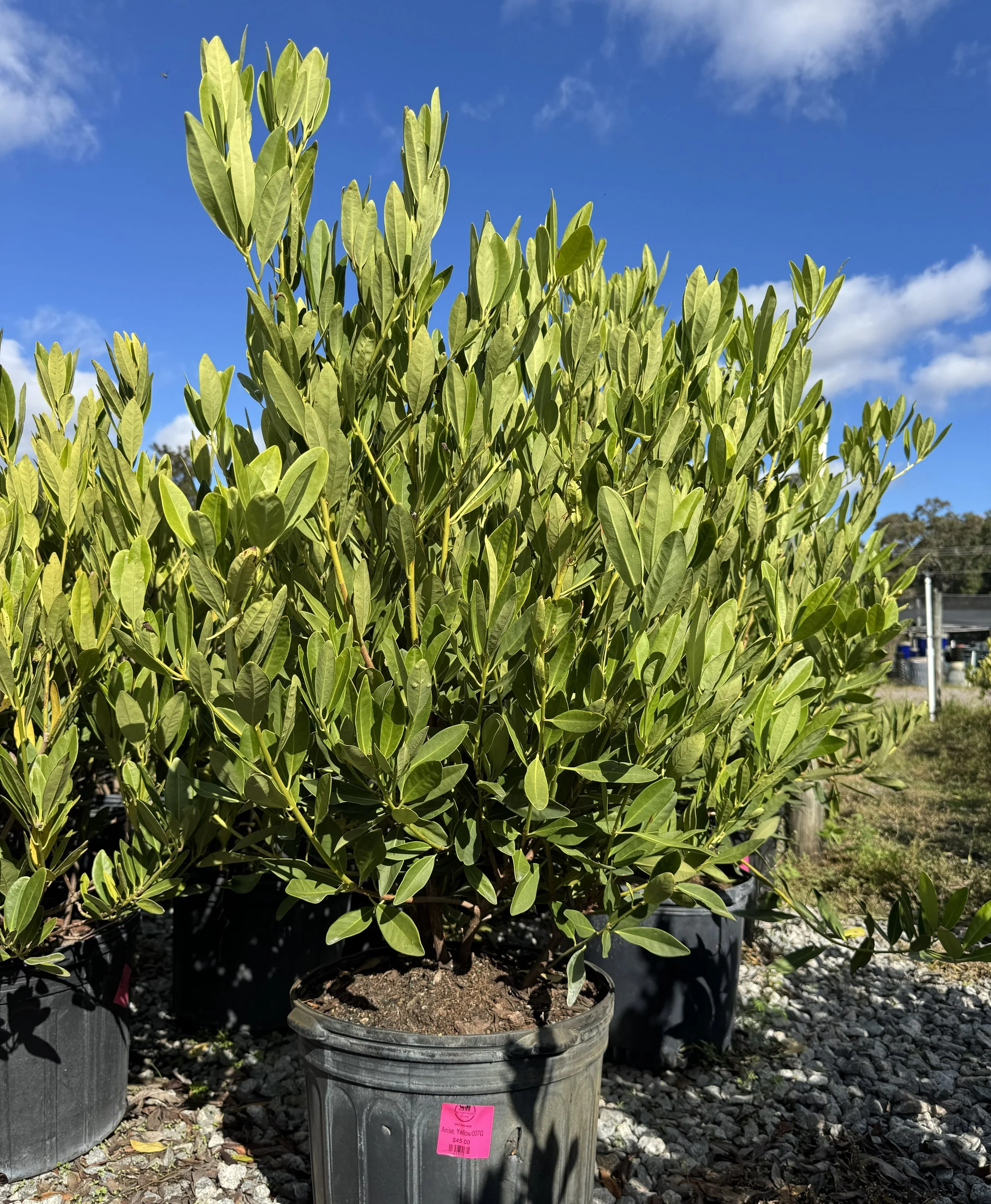 Yellow Anise (Illicium parviflorum)
