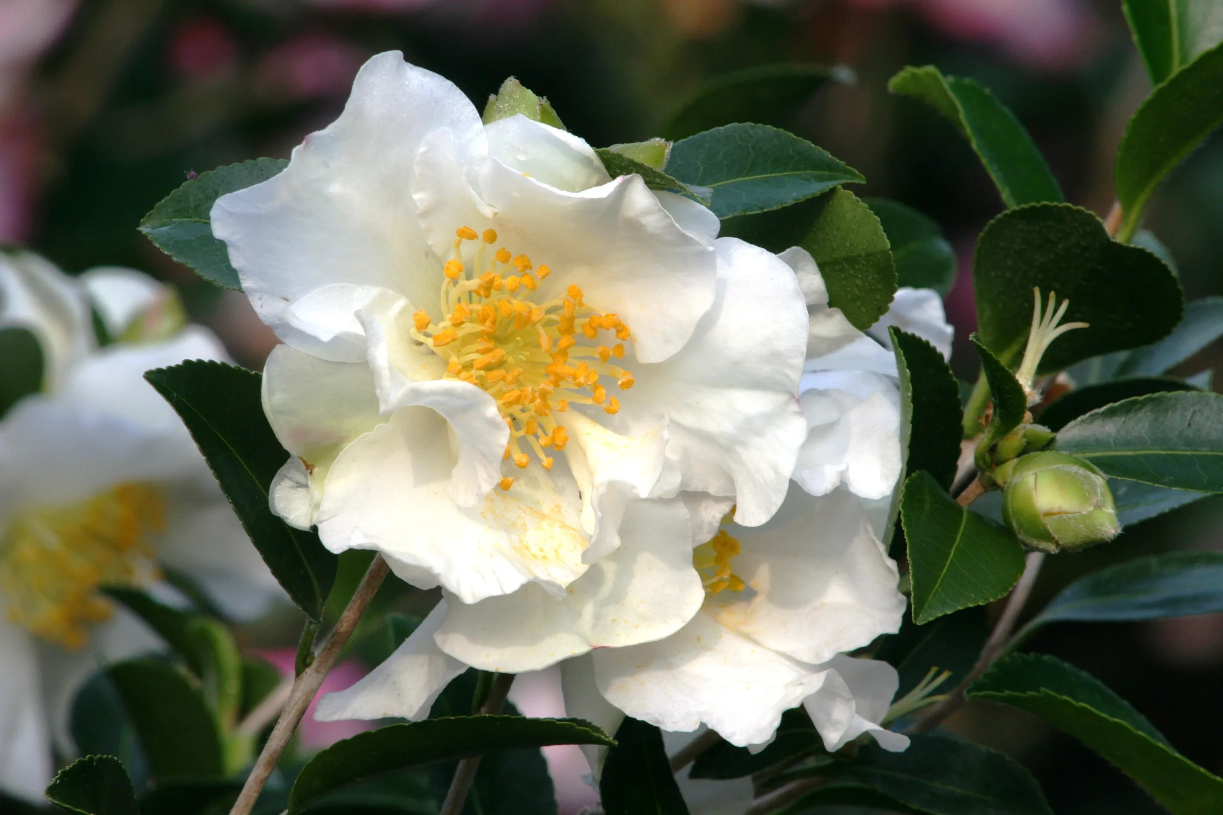 Setsugekka Camellia