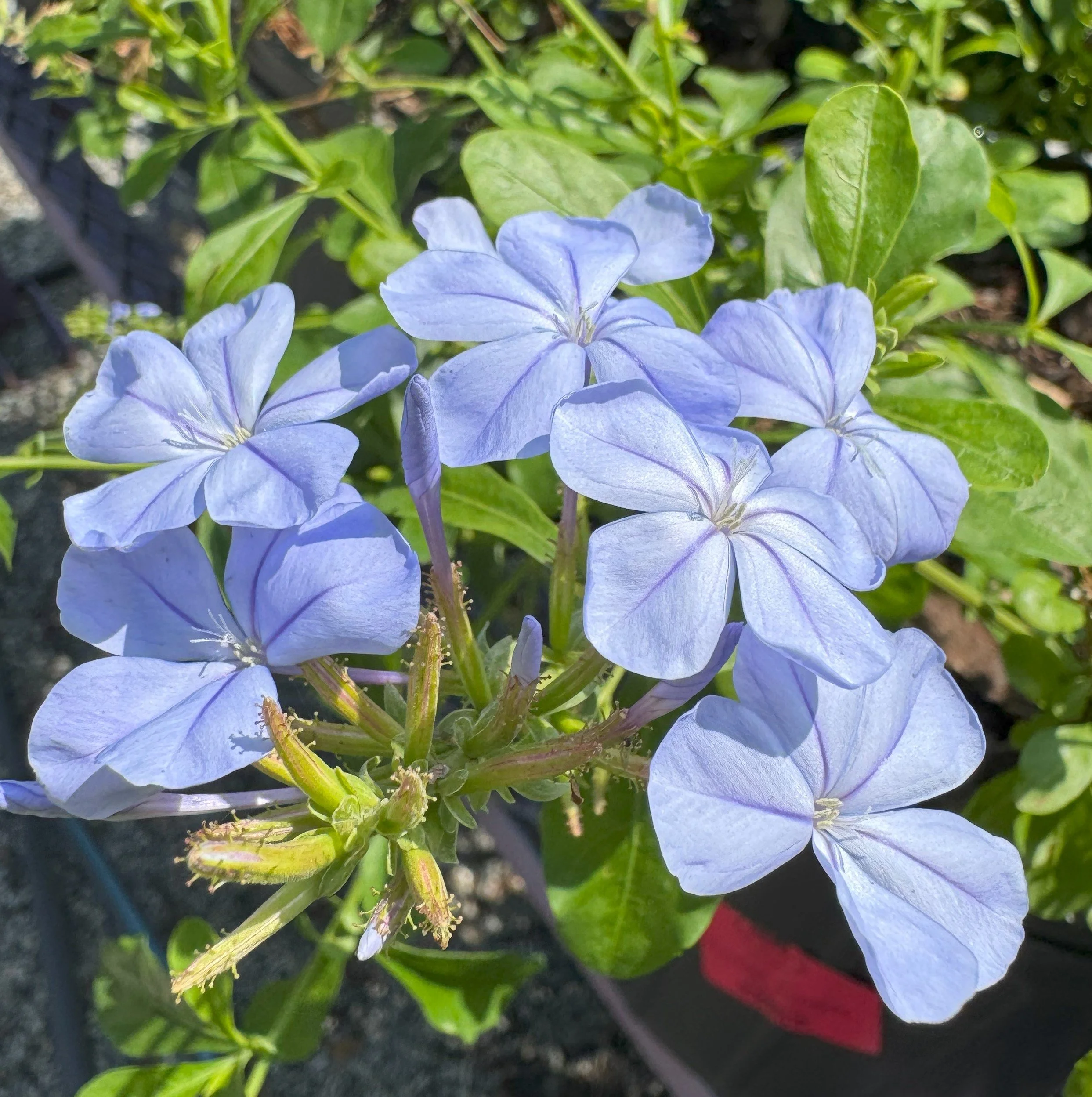 Blue Plumbago
