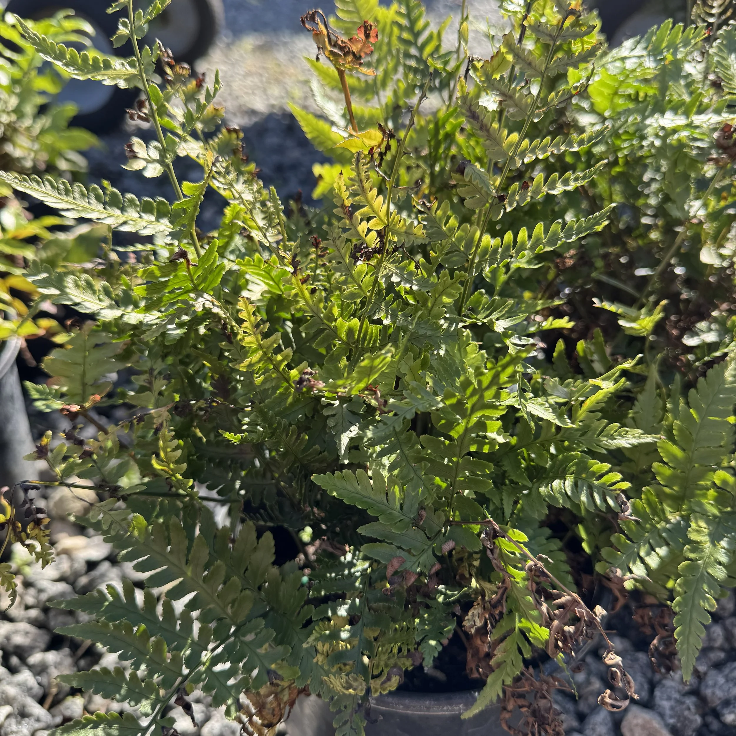Autumnfern.jpg