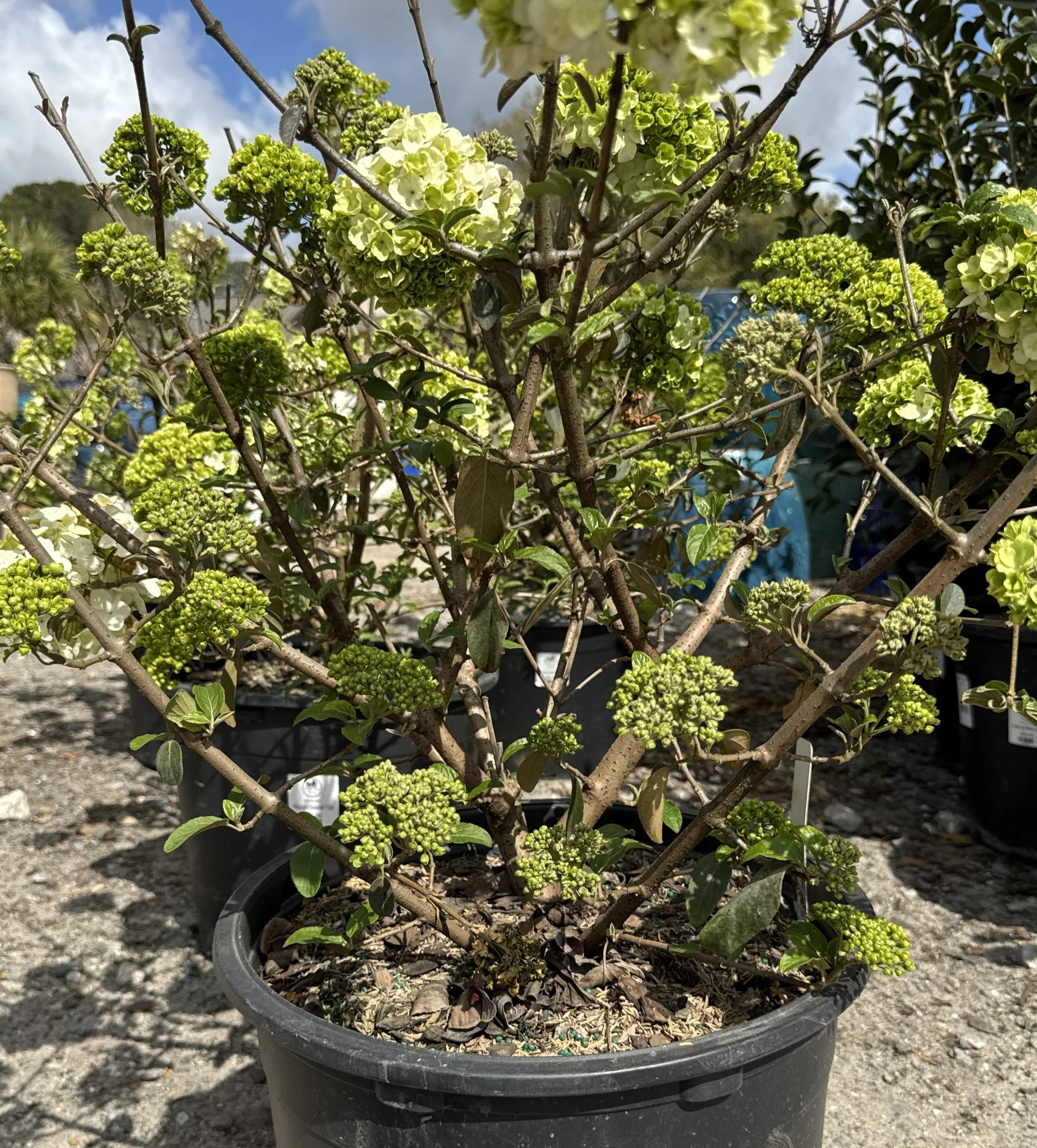Snowball viburnum2.jpg