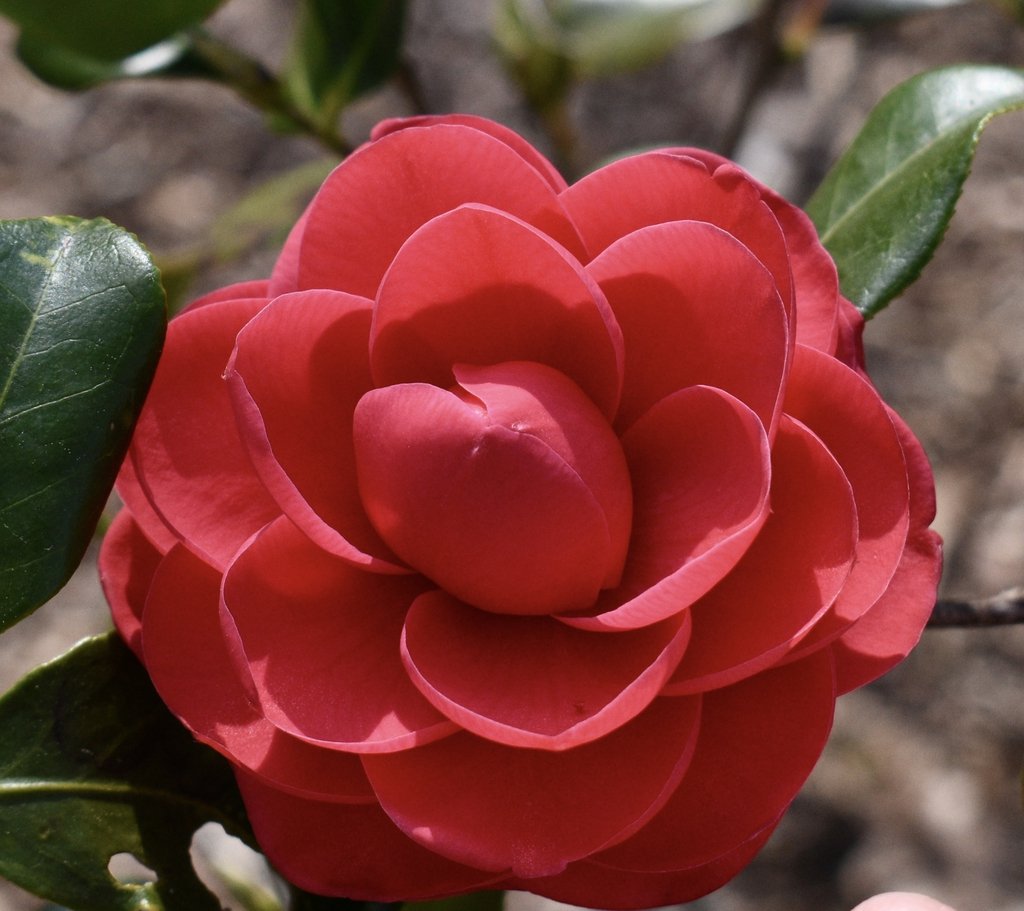Camellia Japonica by Cathy Dewitt