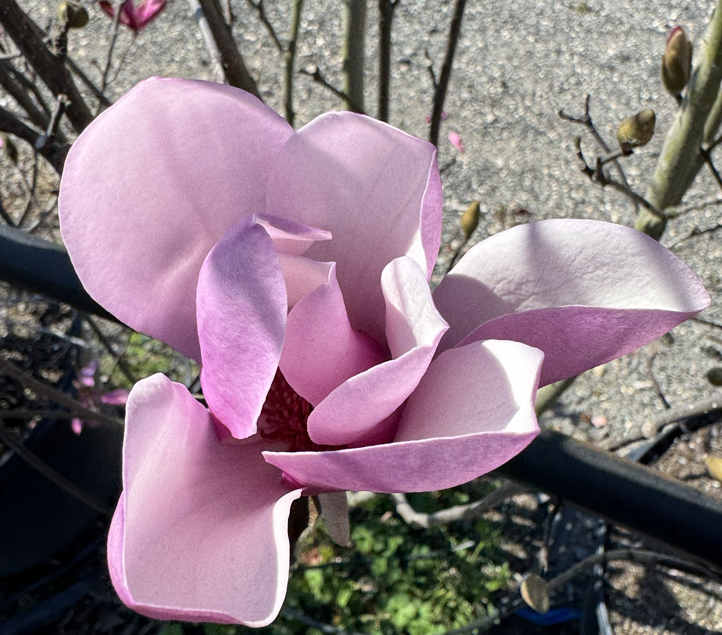 JapMagnolia Jane.jpg