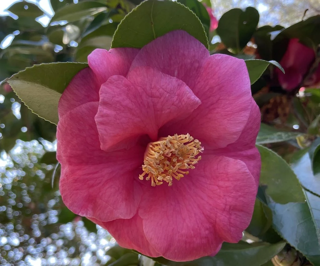 Lady Clare Camellia